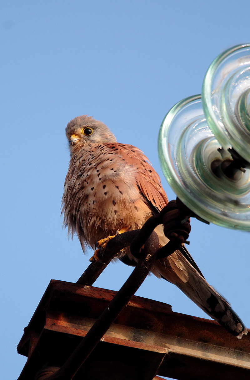 kestrel