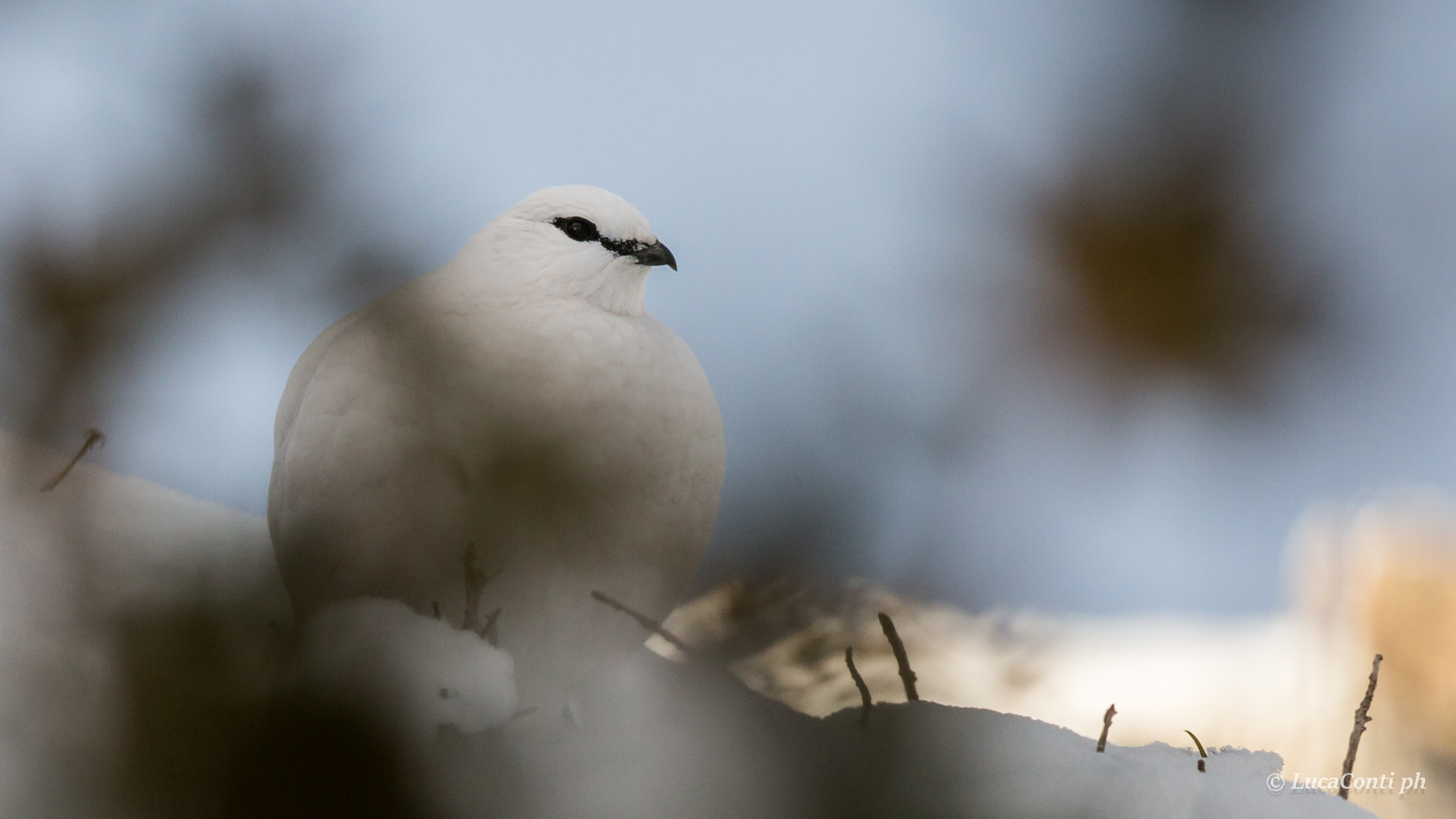 Partridge White Male