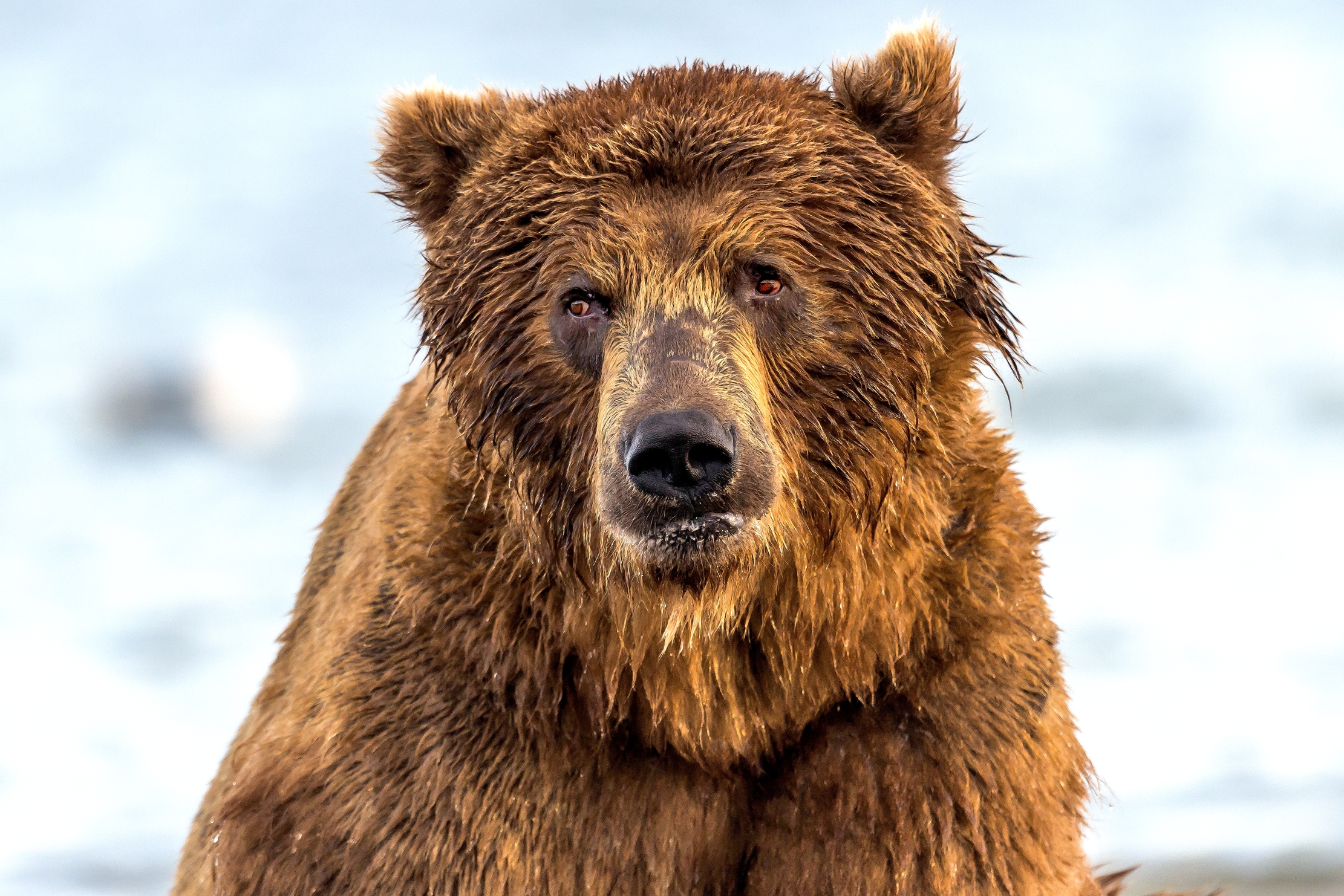 Kamchatka 2016 - Un pò triste??