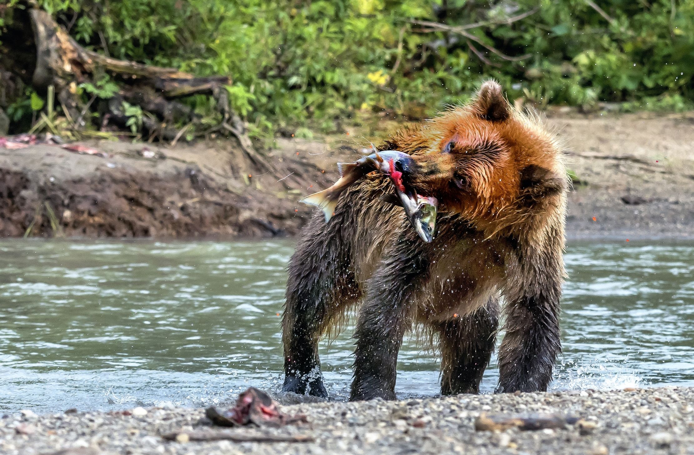 Kamchatka 2016 - Shaking and fishing