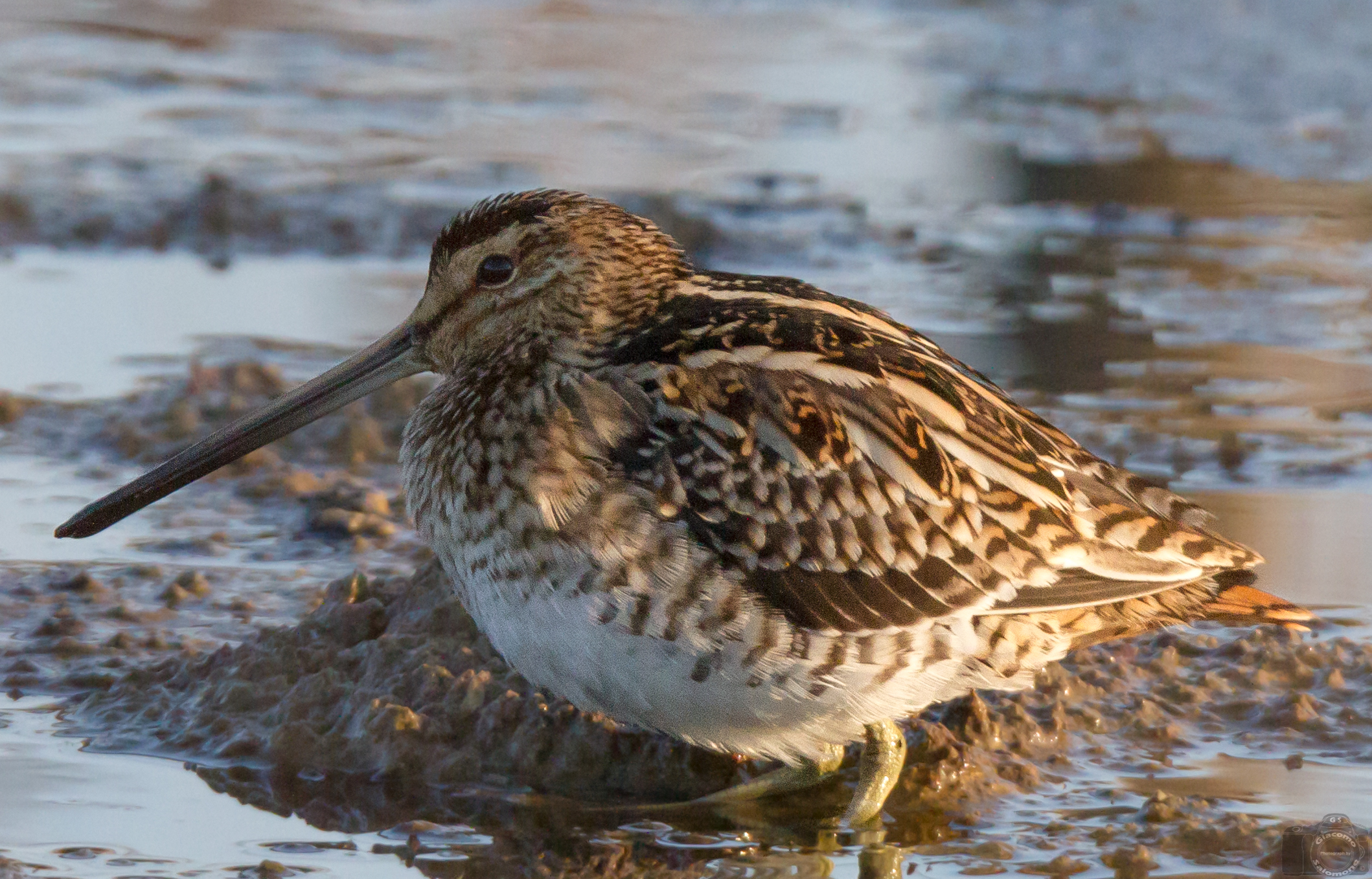 the Common Snipe