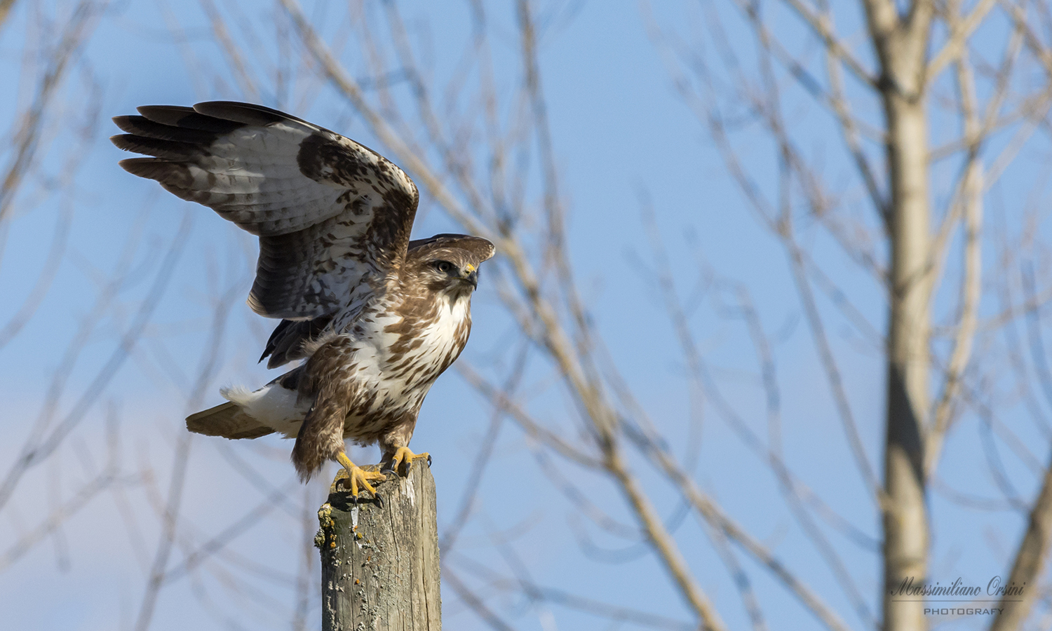 Poiana before takeoff