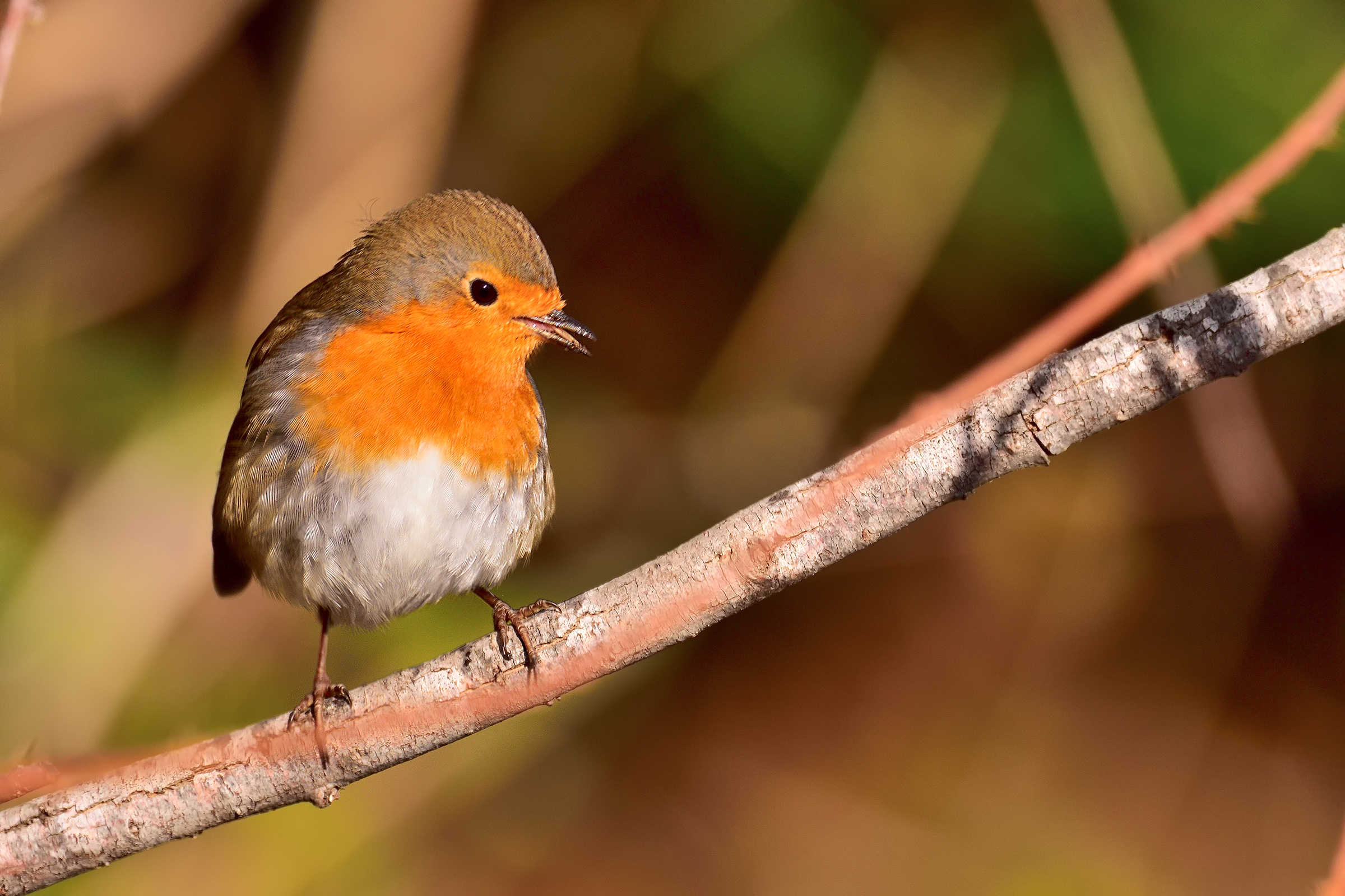 Pettirosso canterino