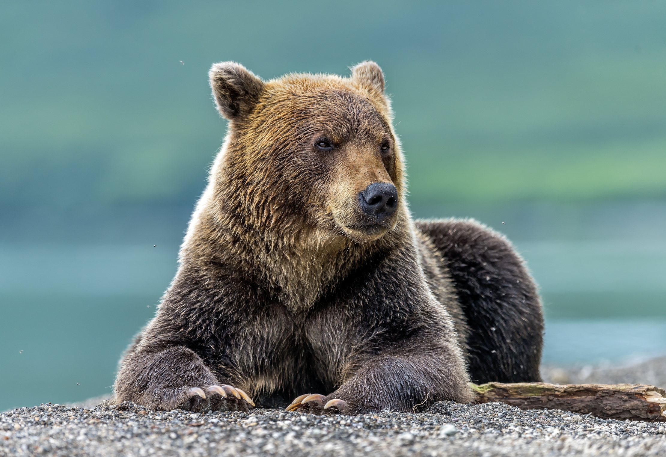 Kamchatka 2016 - Bear