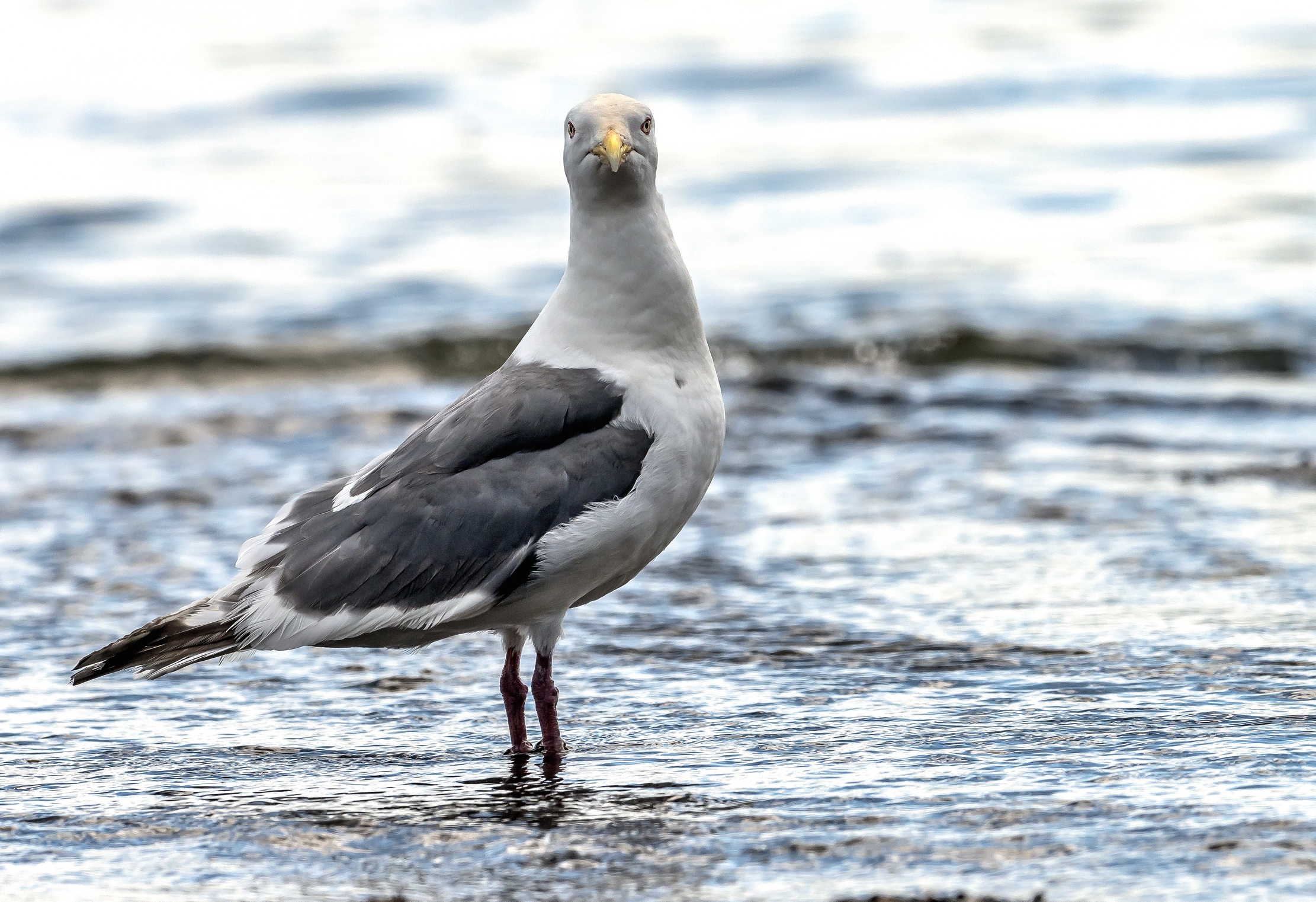 Kamchatka 2016 - Sguardo diretto