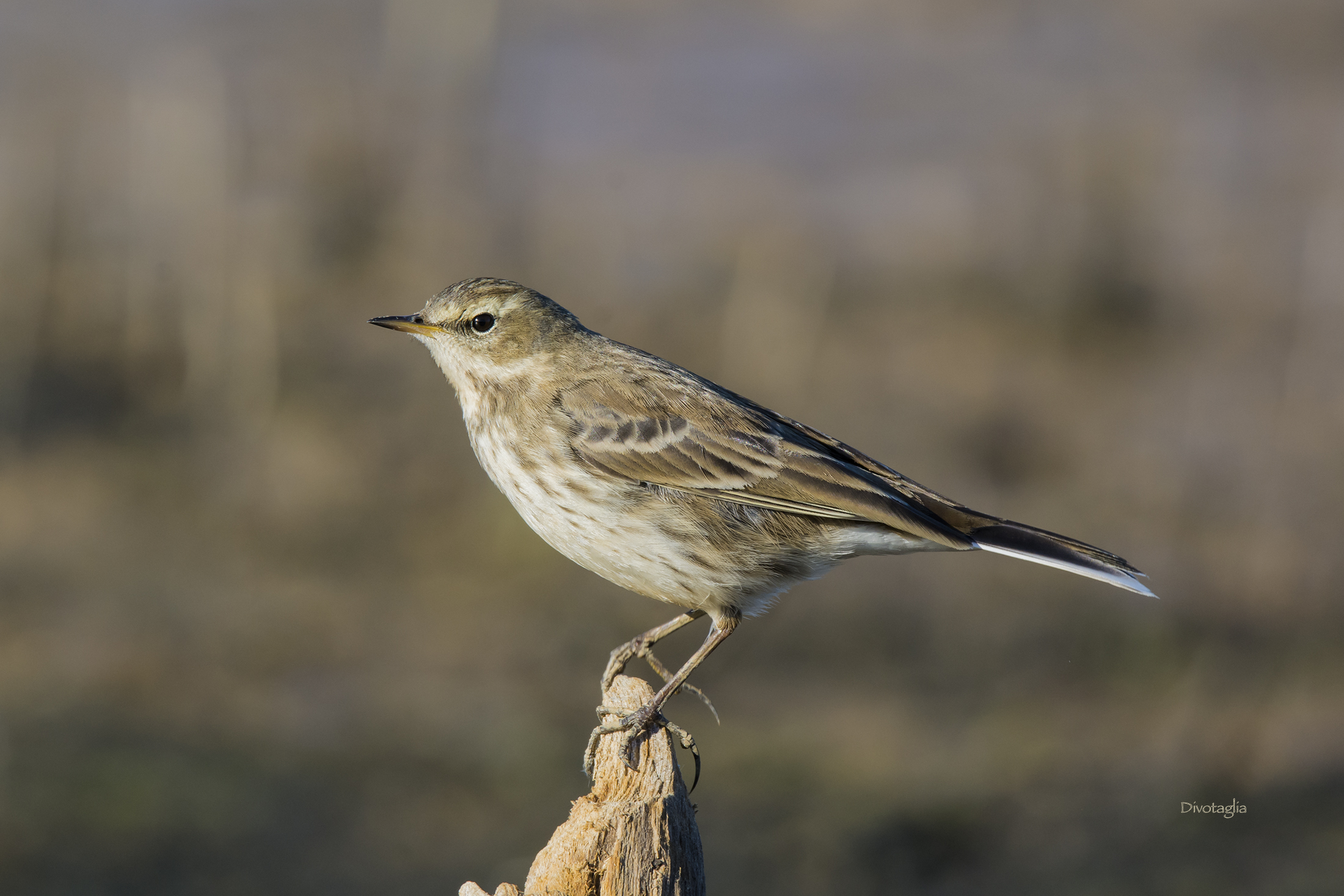 Water Pipit (Anthus spinoletta)