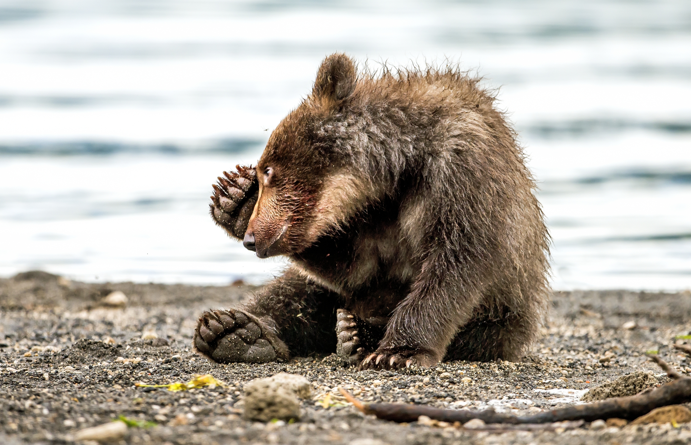 Kamchatka 2016 - Cucciolo