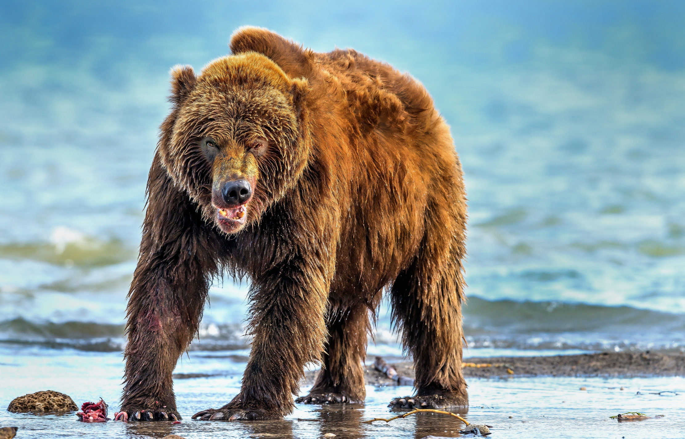 Kamchatka 2016 - Incavolato??