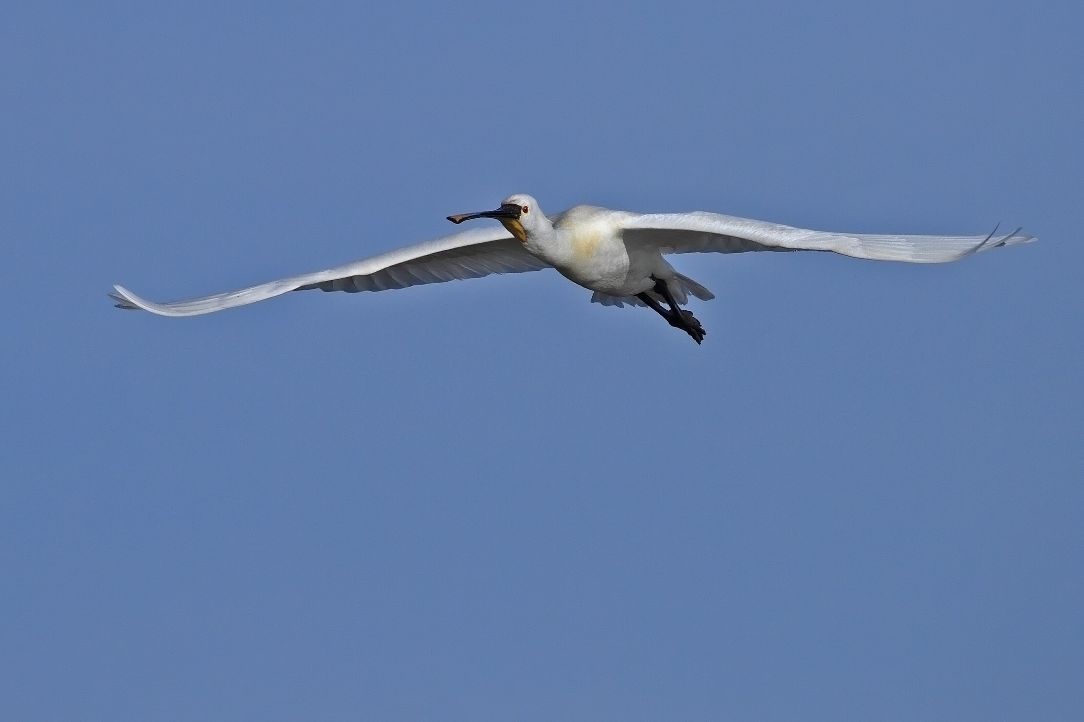 Spoonbill in flight