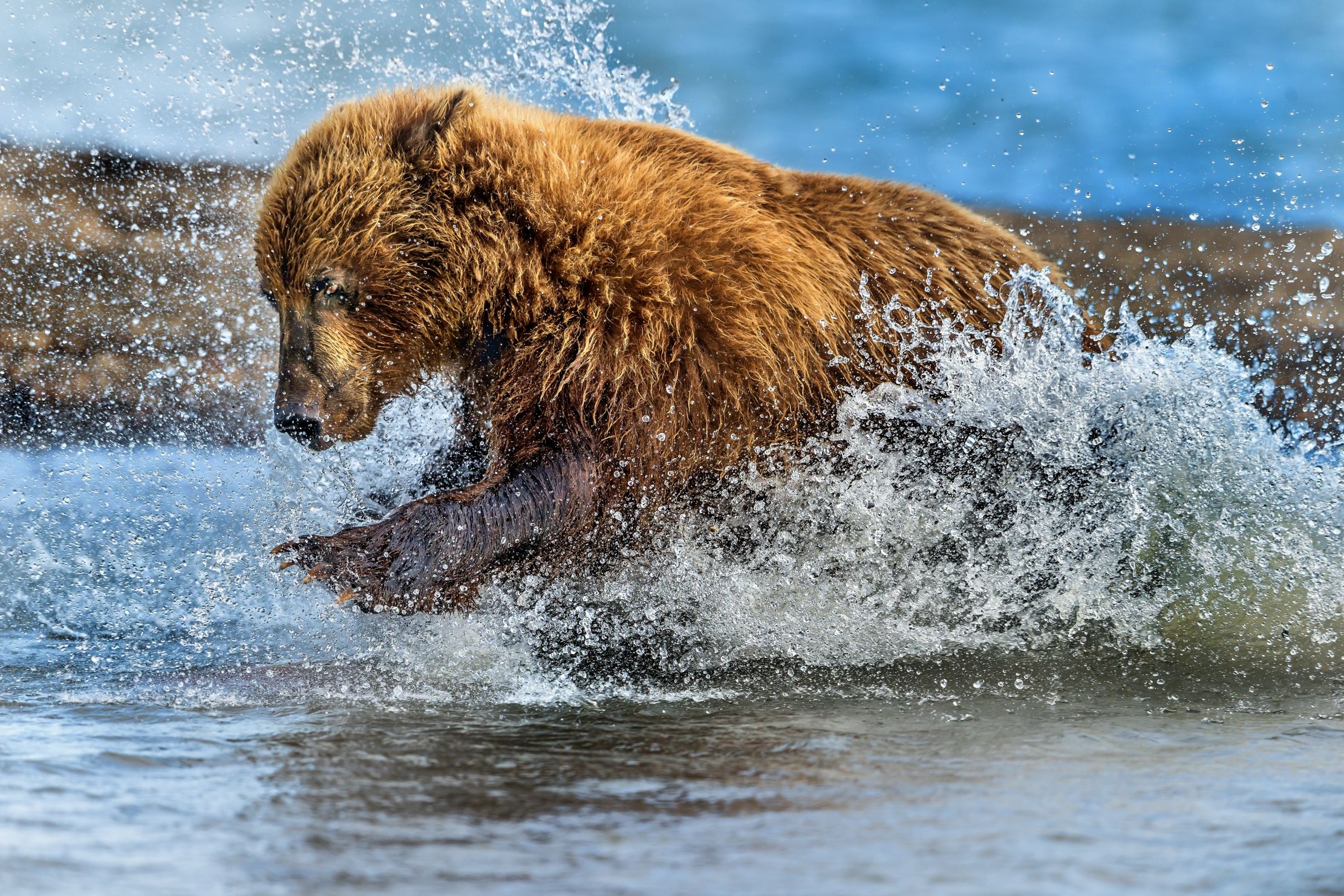 Kamchatka 2016 - Tuffo
