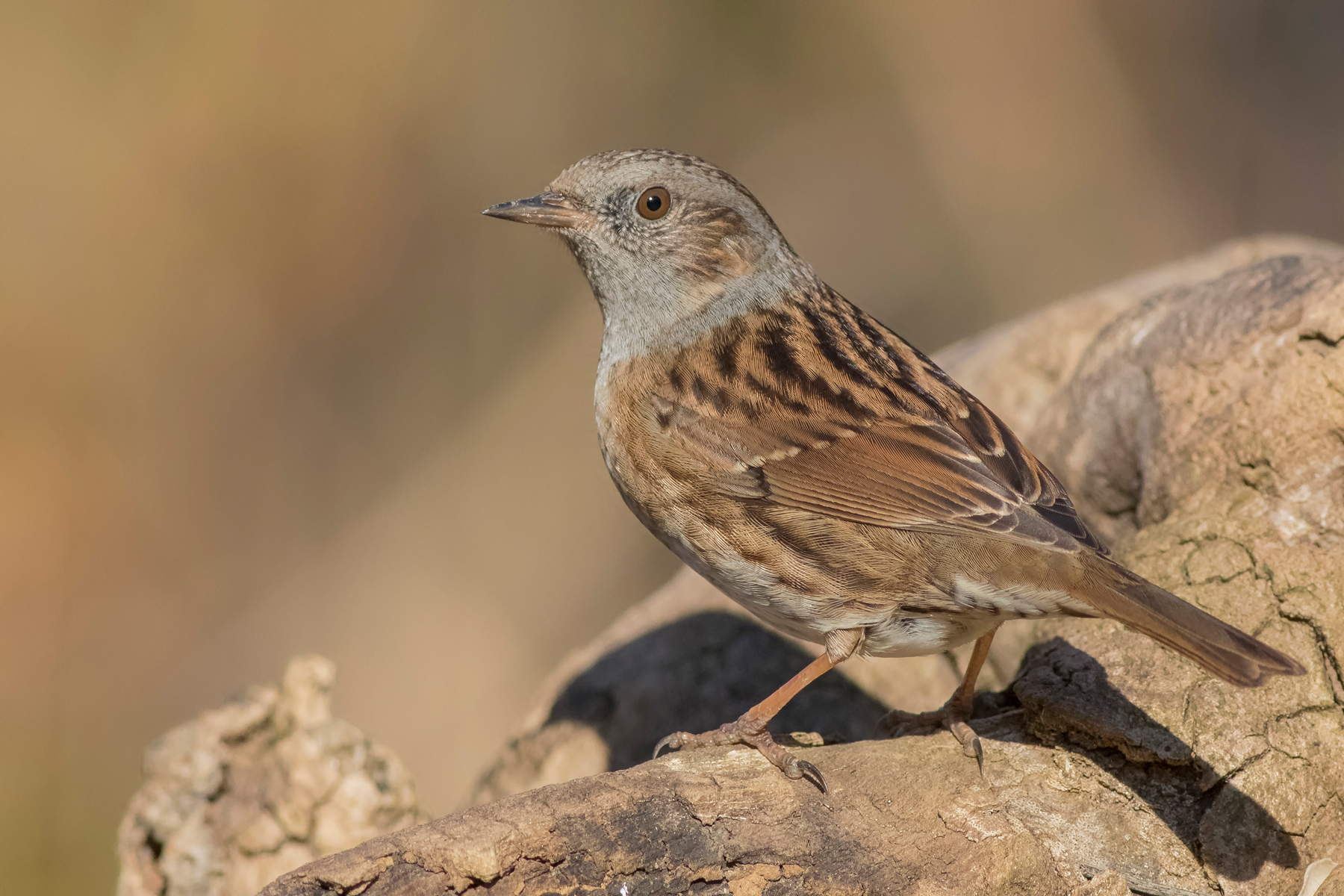 Dunnock