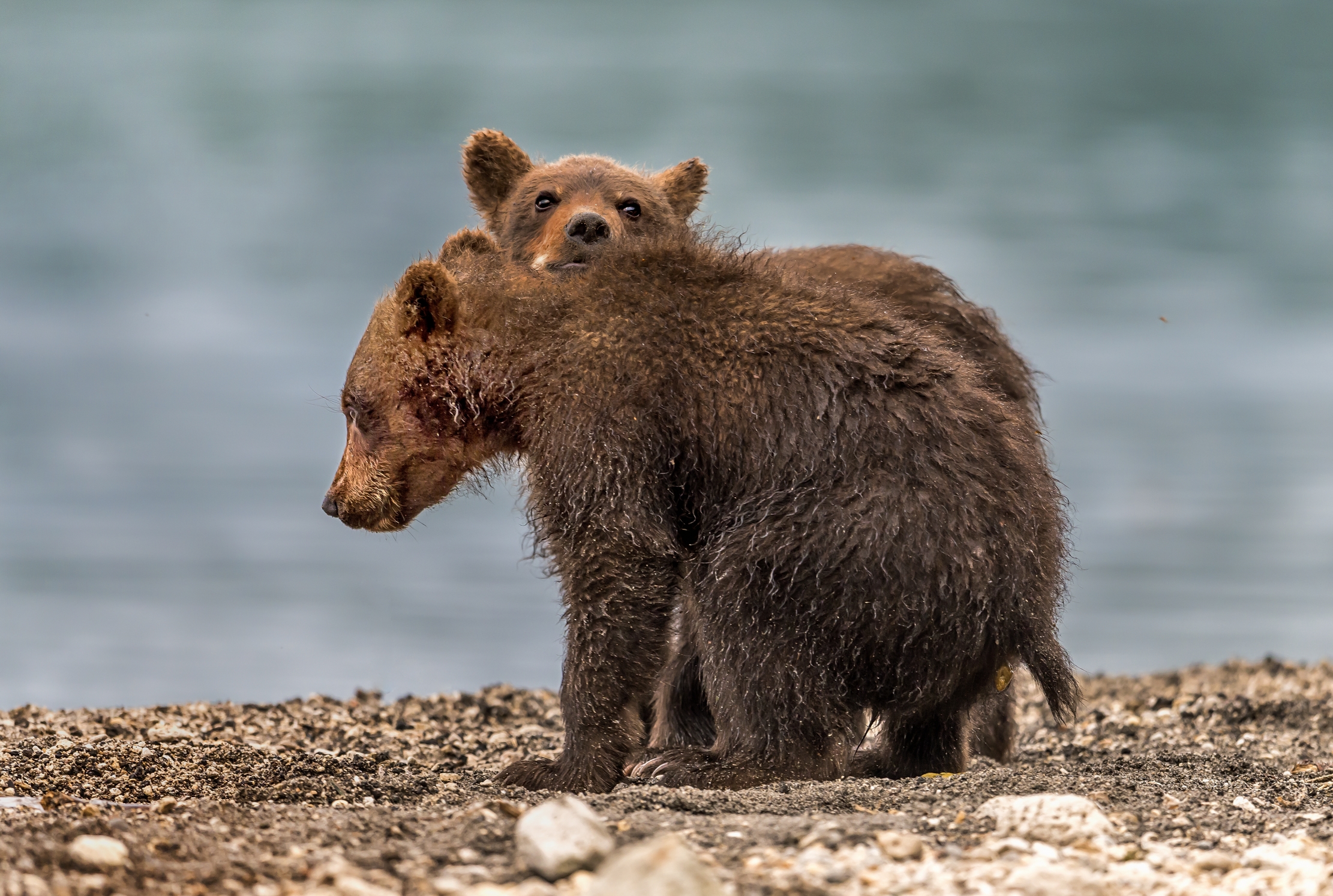 Kamchatka 2016 - Cubs