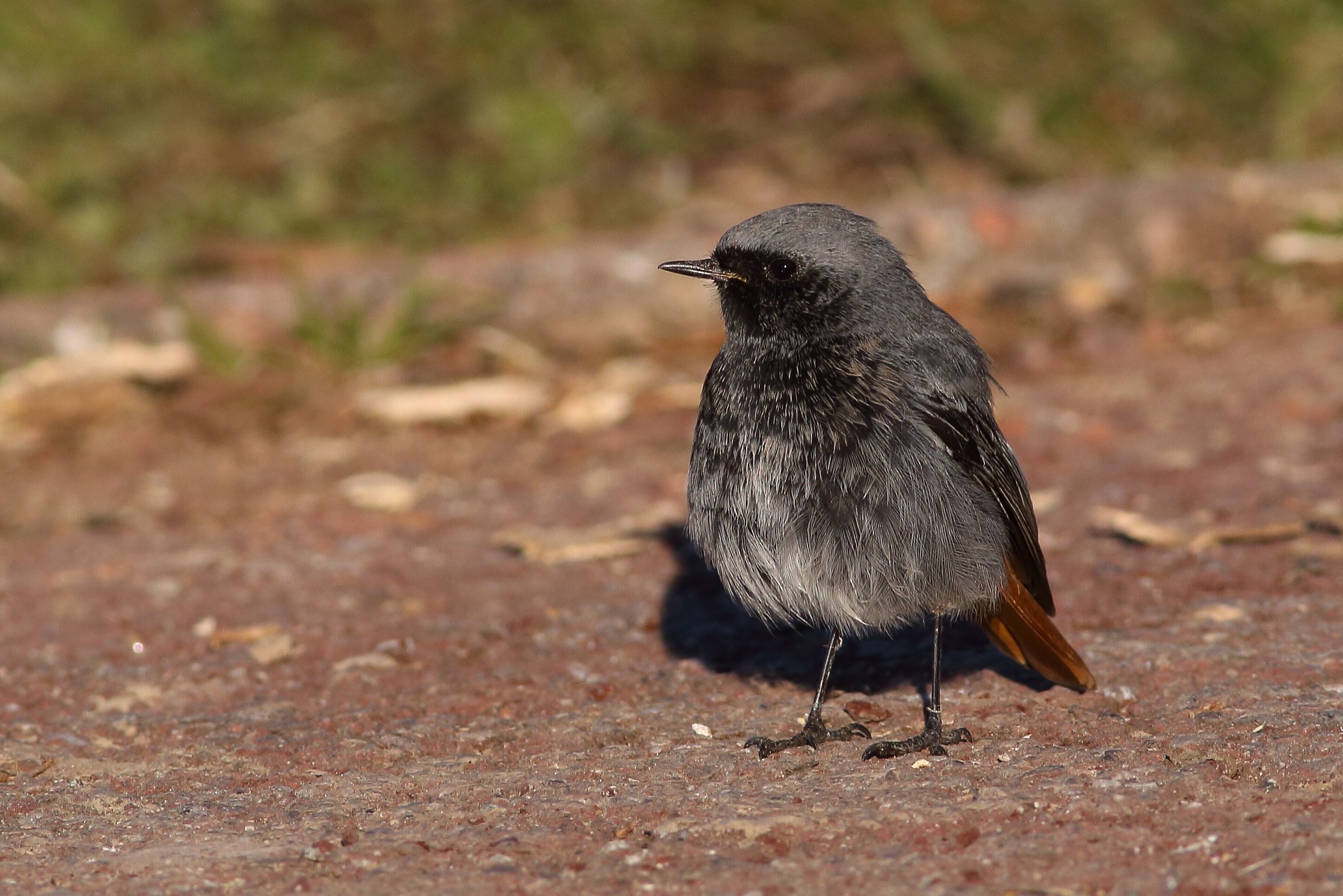 Codirosso spazzacamino m.