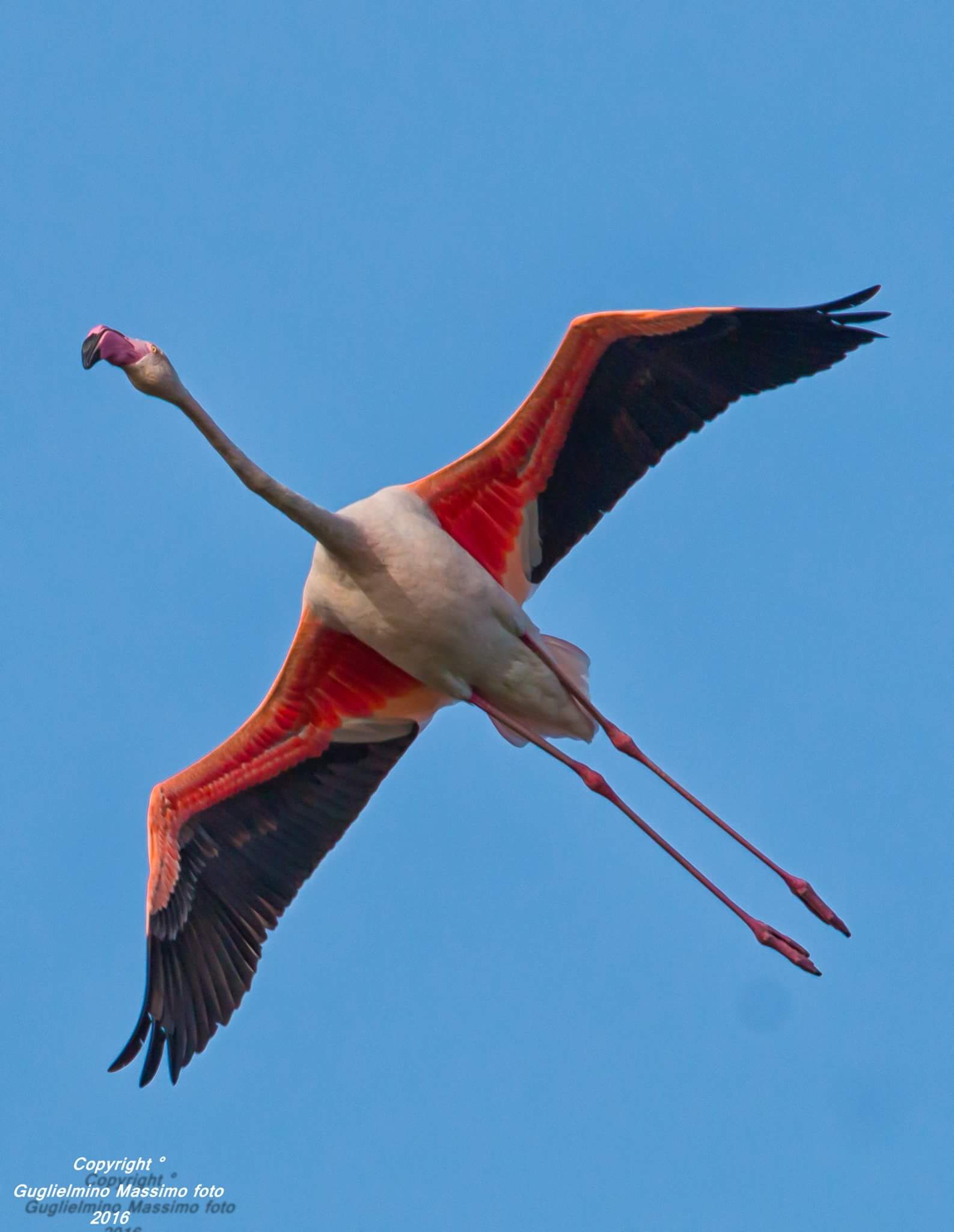 Magnificent specimen of adult flamingo