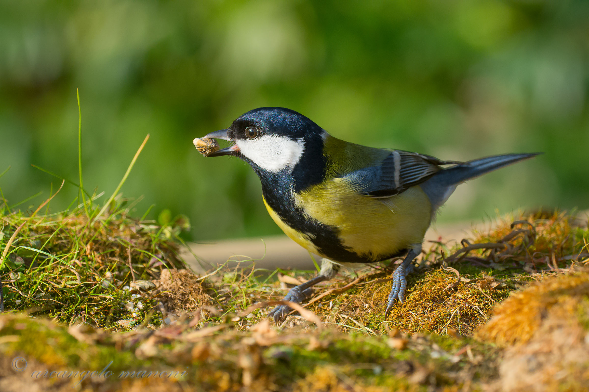 La cincia alla ricerca del seme perduto