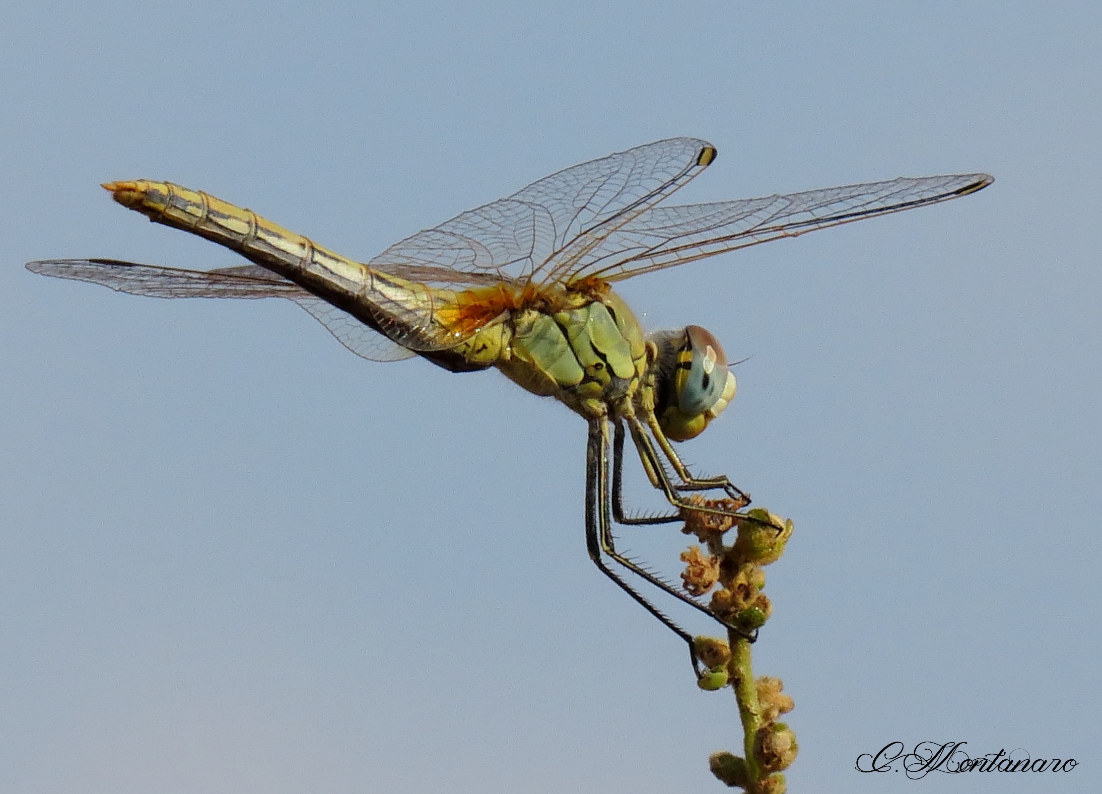 Sympetrum fonscolombii