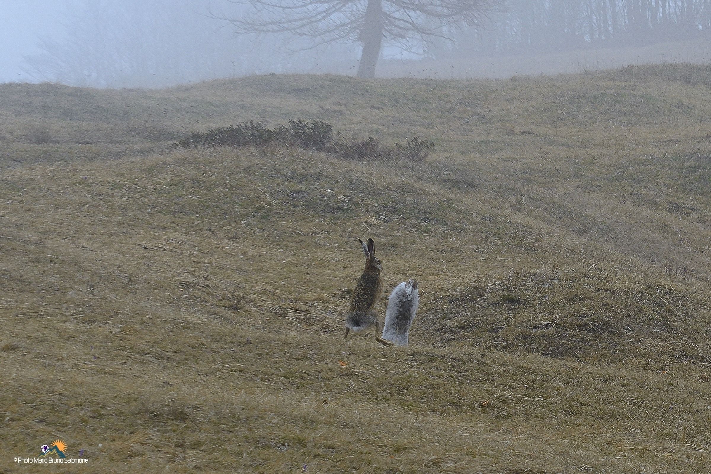 Varying hare and Grey to the game