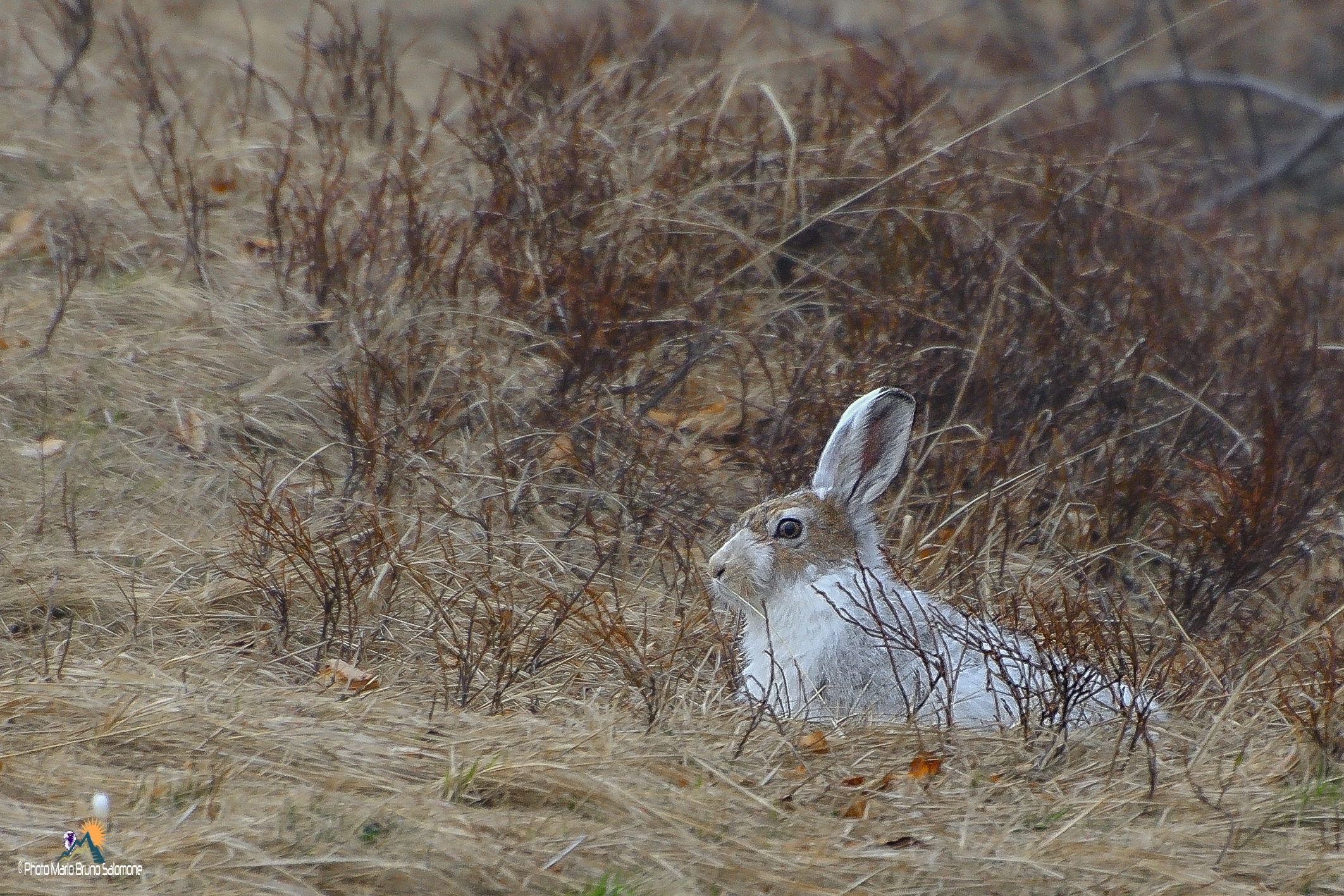 varying hare