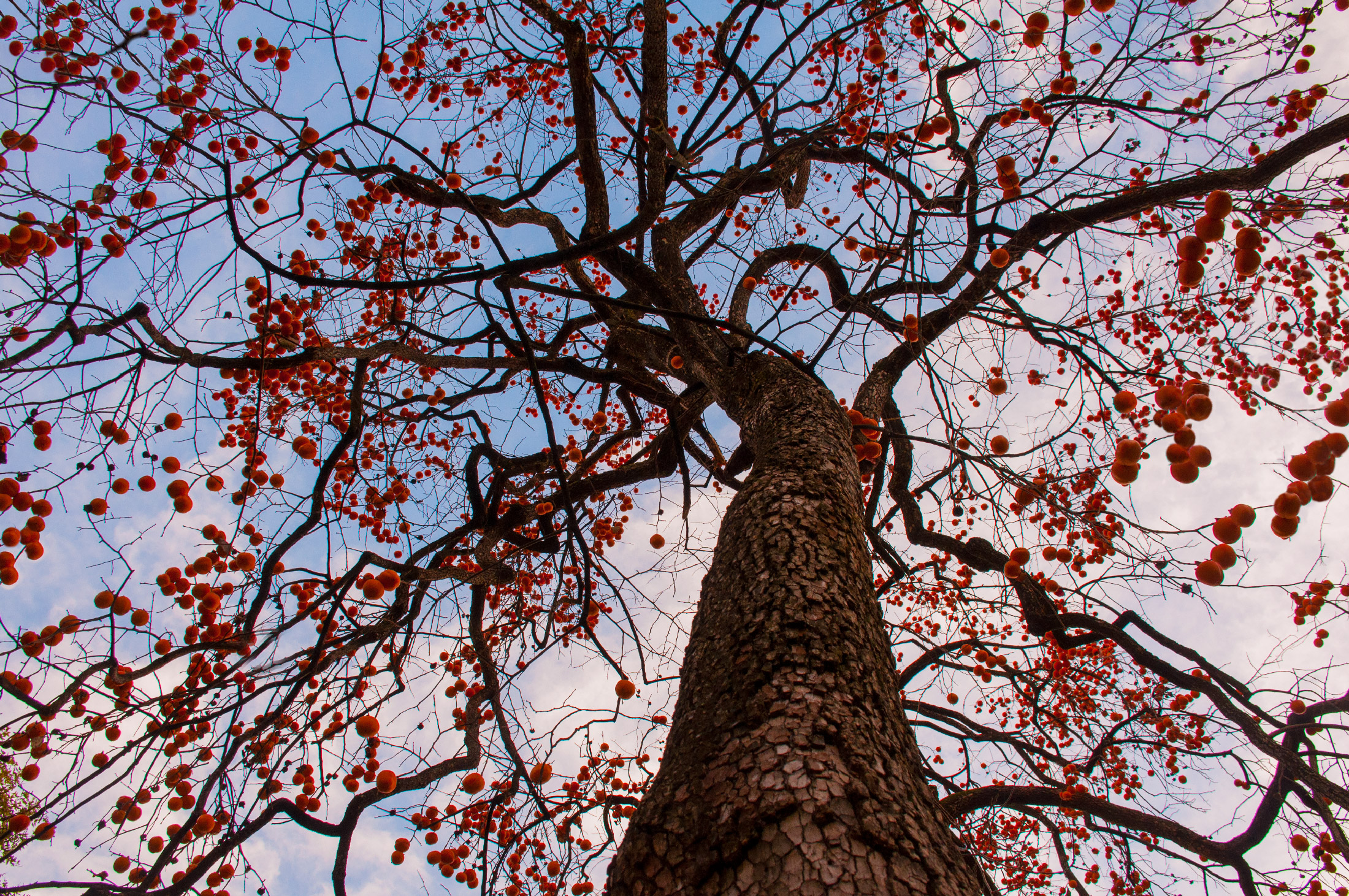 Bio addobbi natalizi