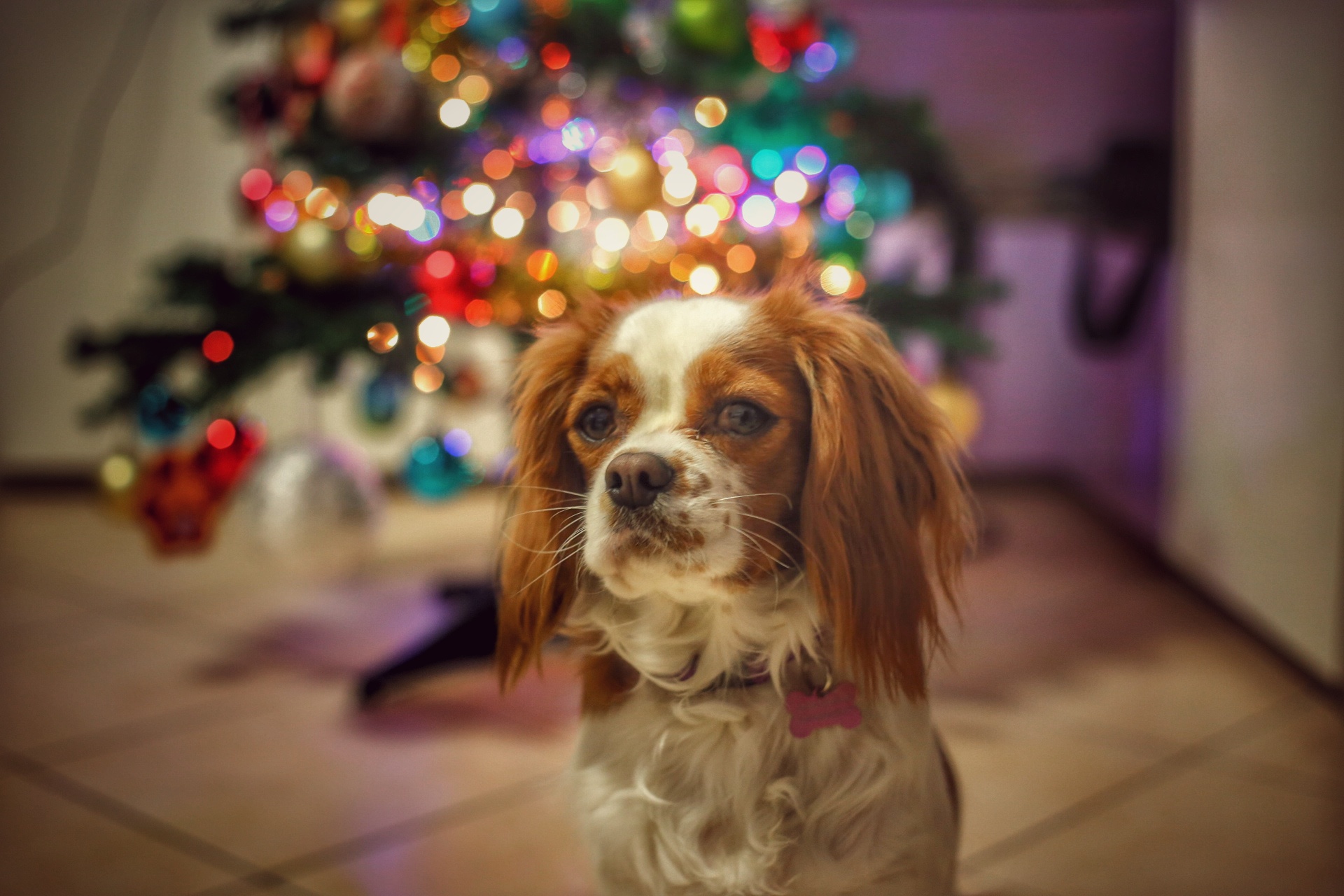 ..aspettando un Natale da quadrupede..