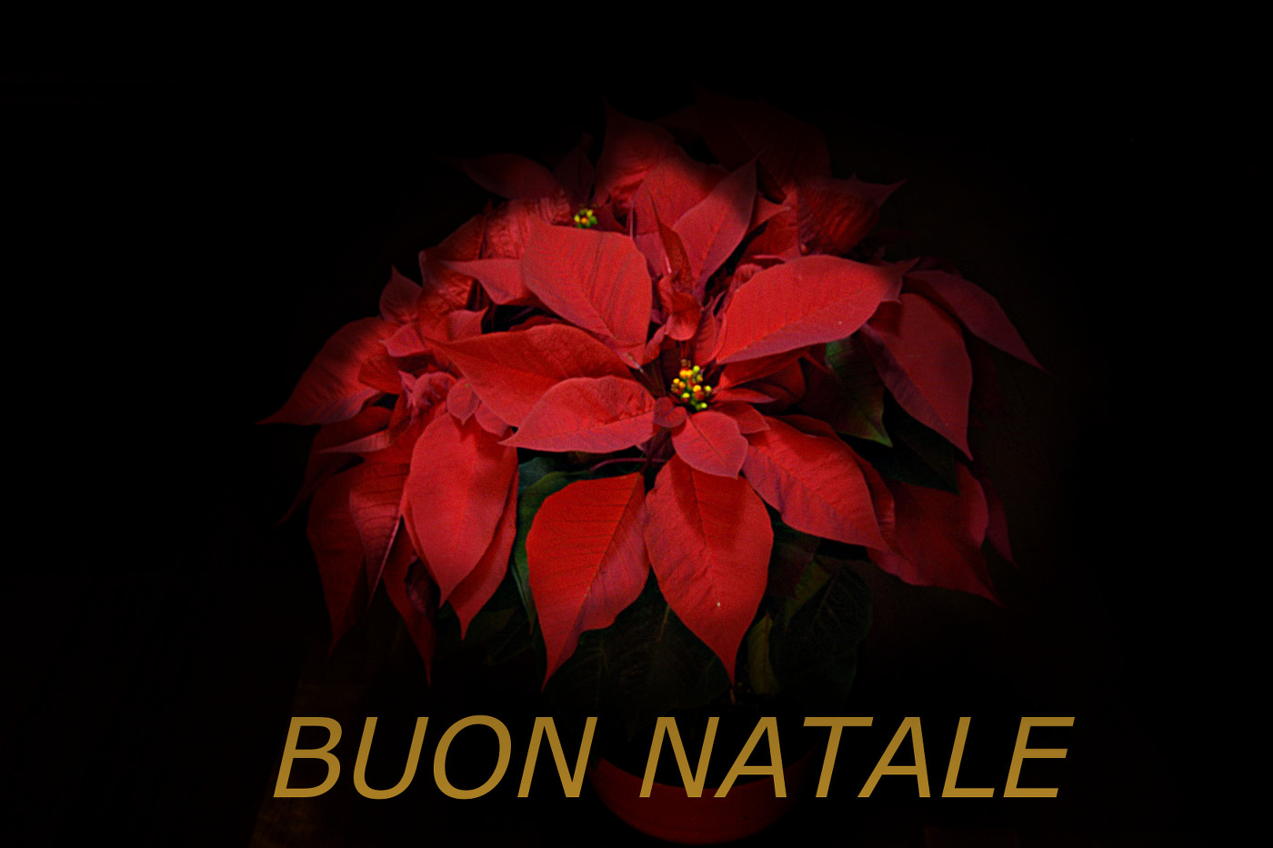 Auguri di Buone Feste