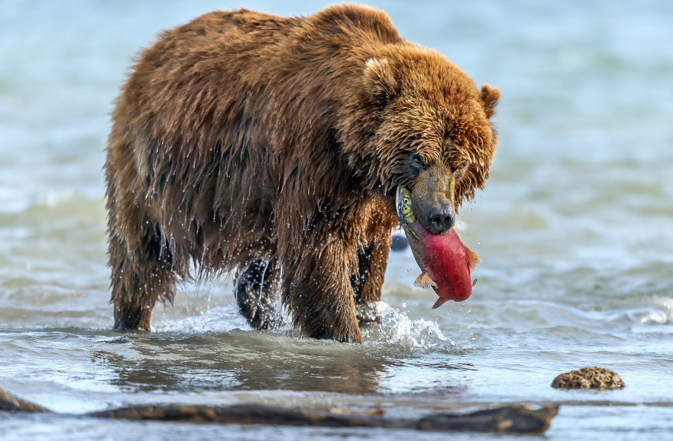 Kamchatka 2016 - Sguardi diversi