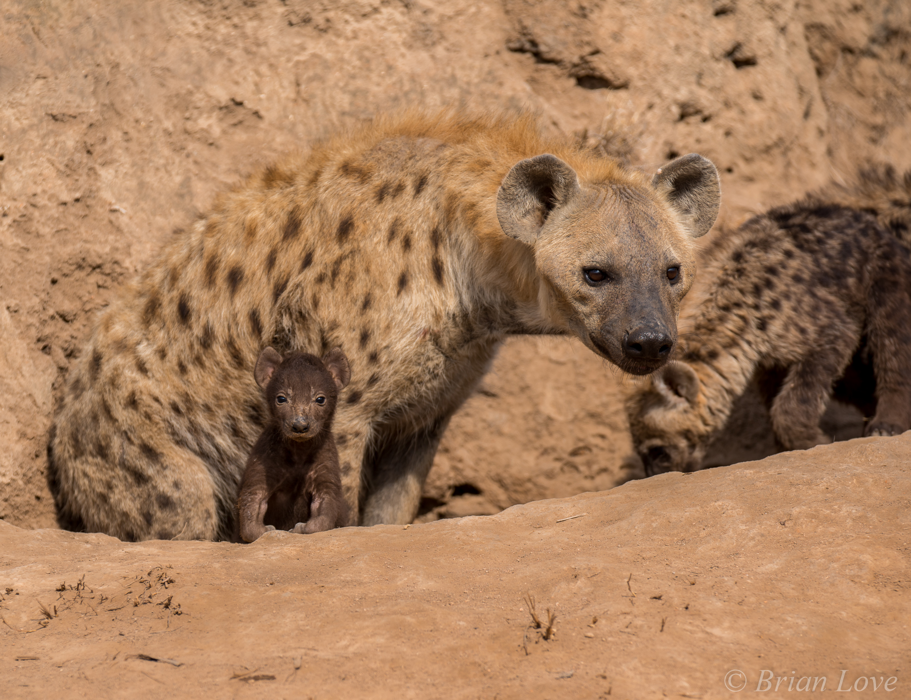 A Mother's Protection
