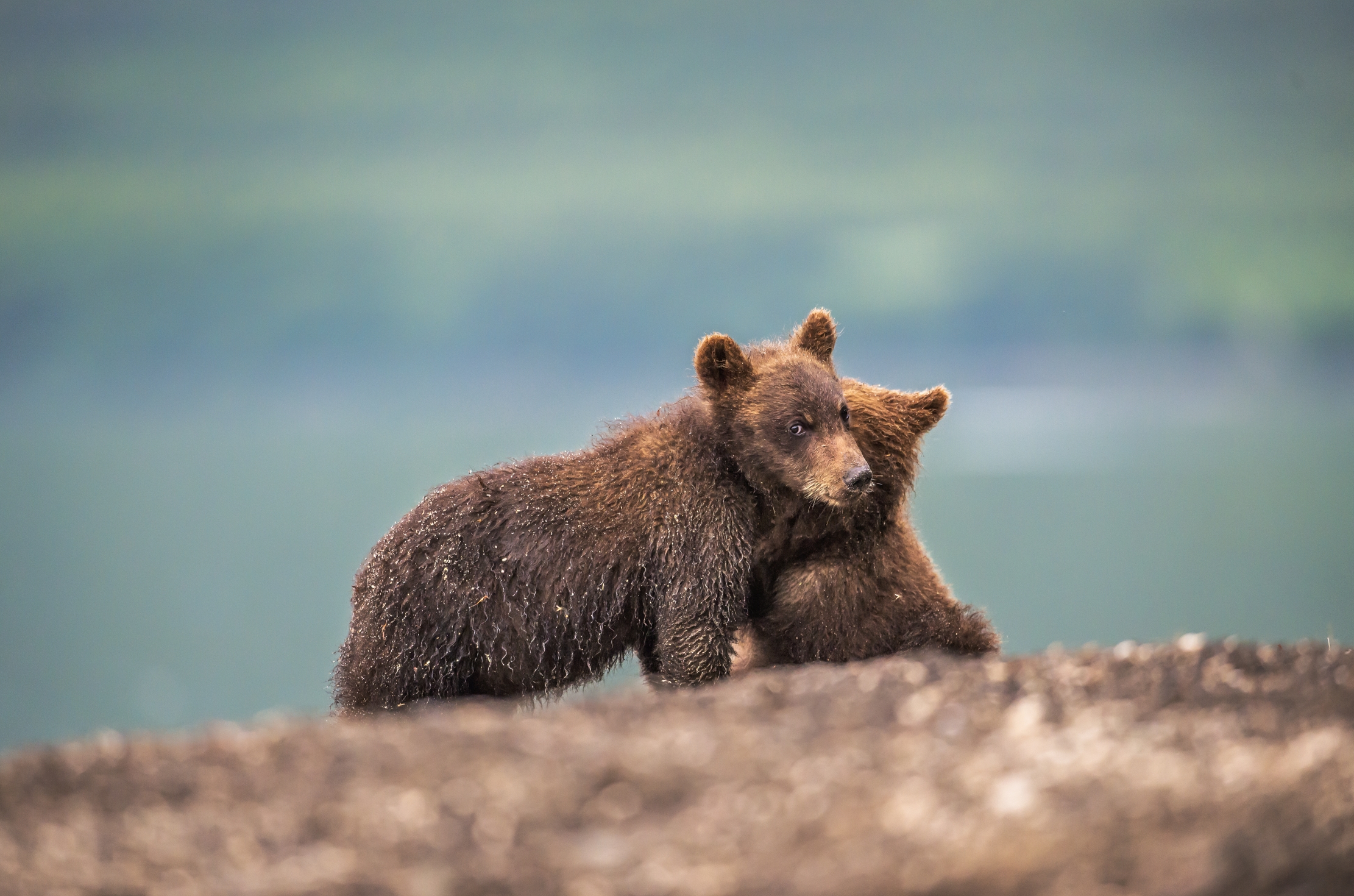 Kamchatka 2016 - Cubs