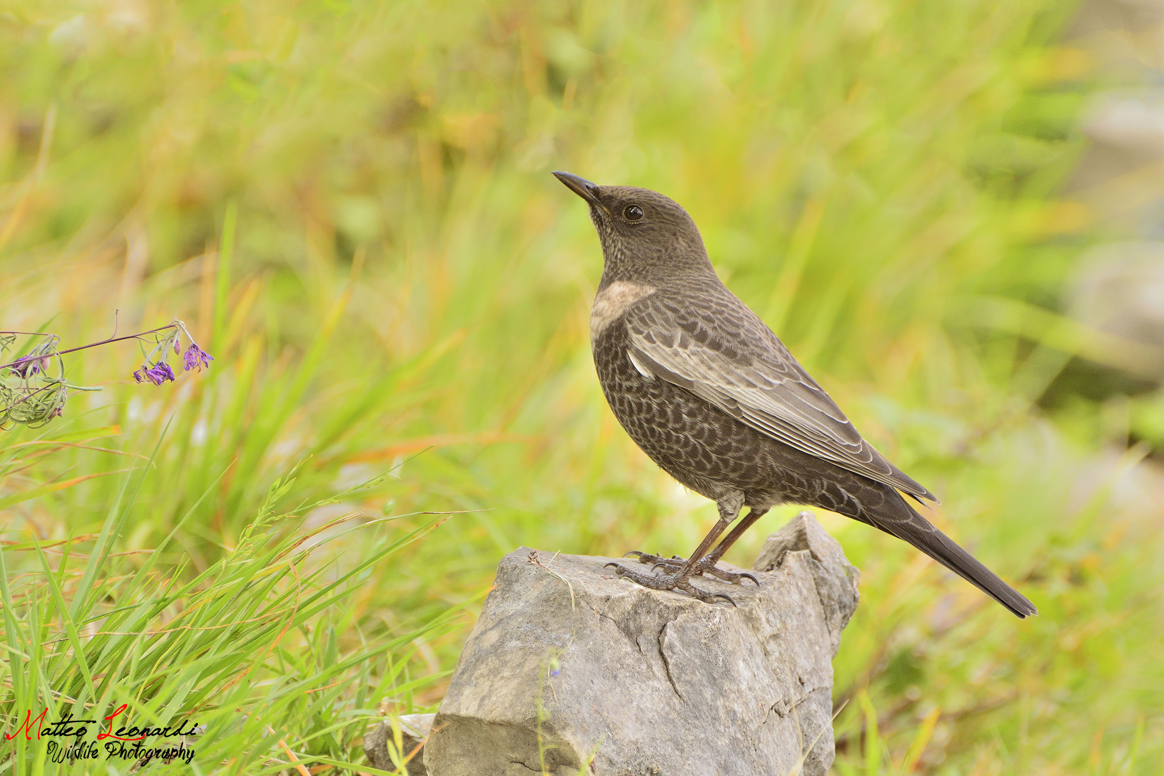 Merlo from the collar - Apuan Alps