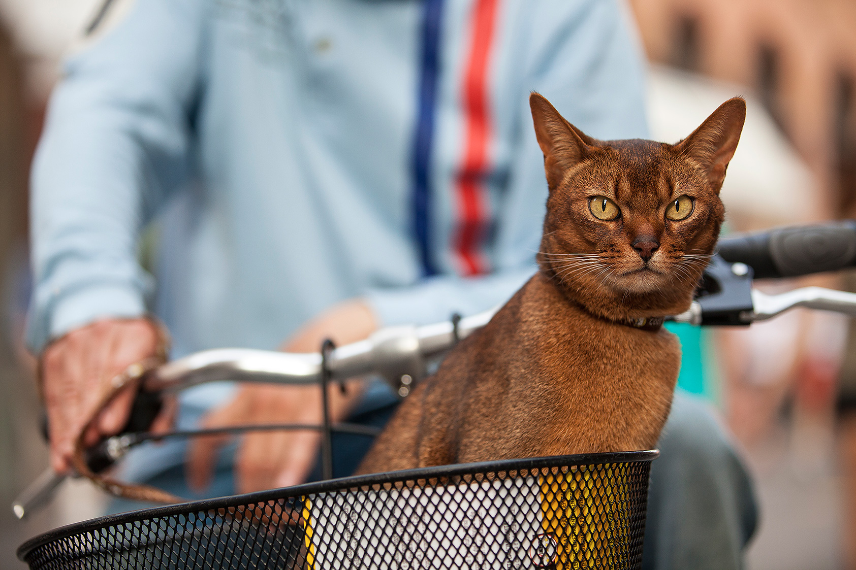 Sono il gatto abissino.