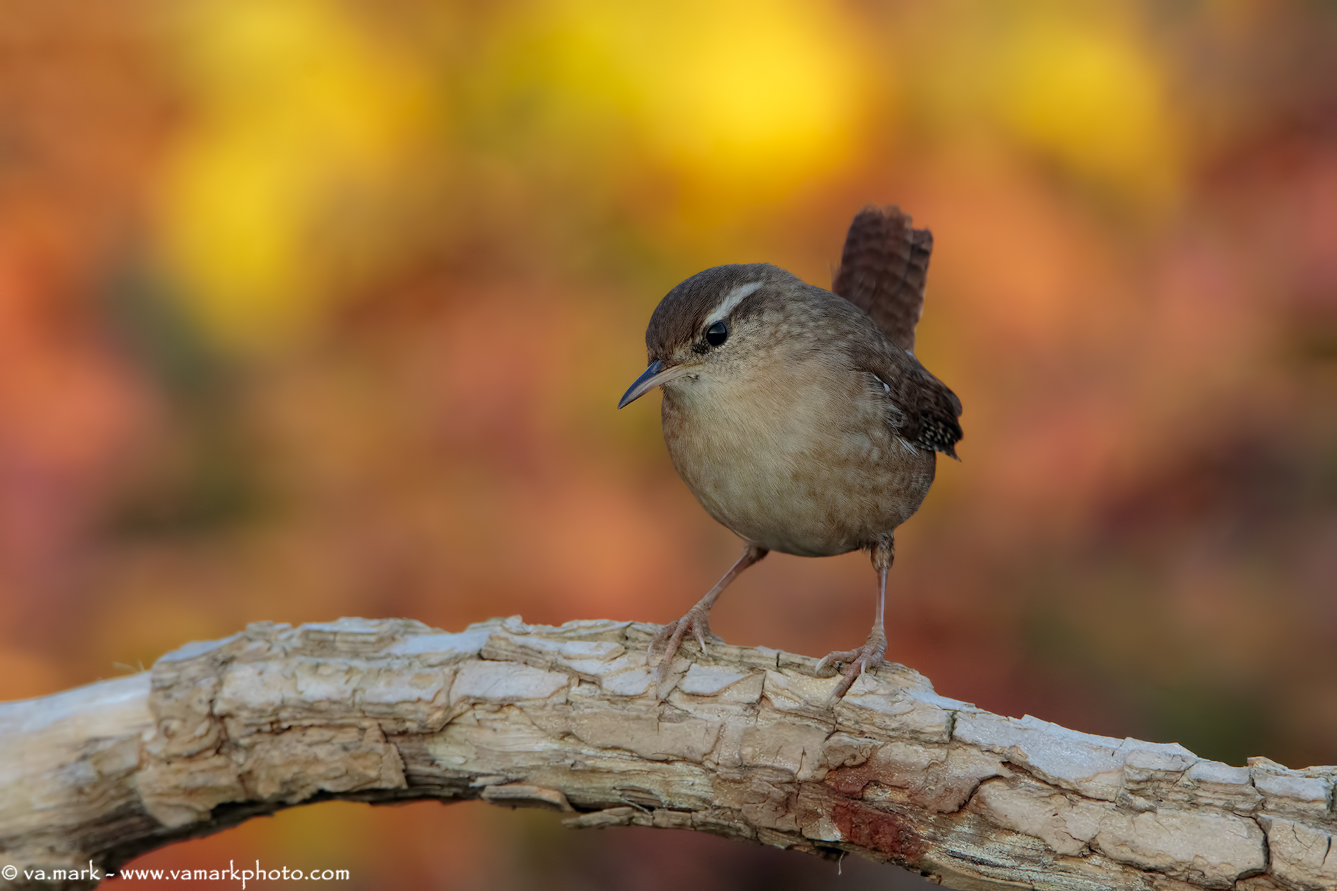 Wren