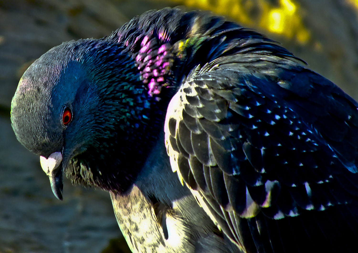Mr Baron Franco Pallavicini della Mirandola
