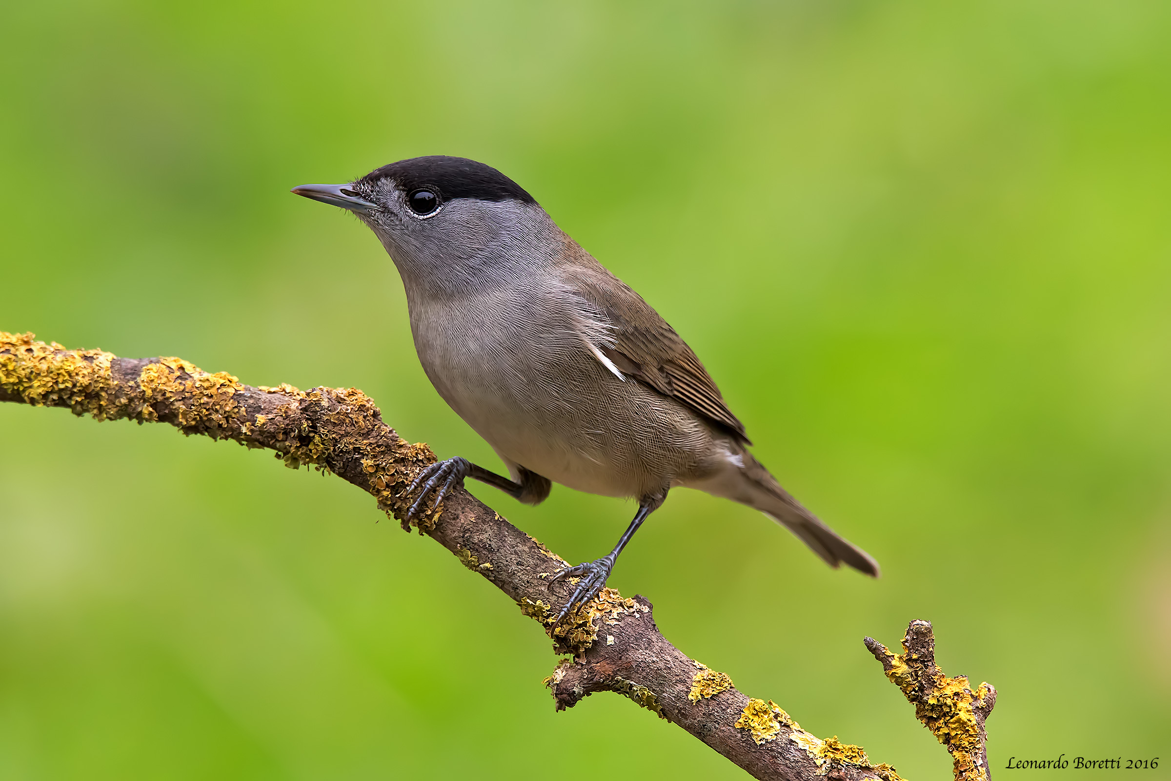 Blackcap