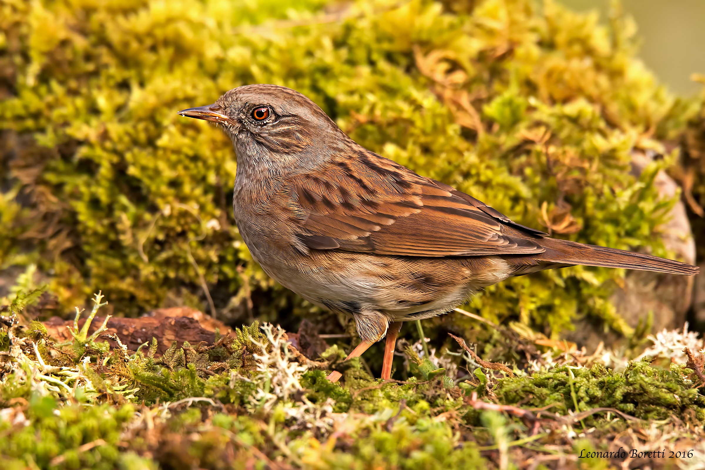 Dunnock