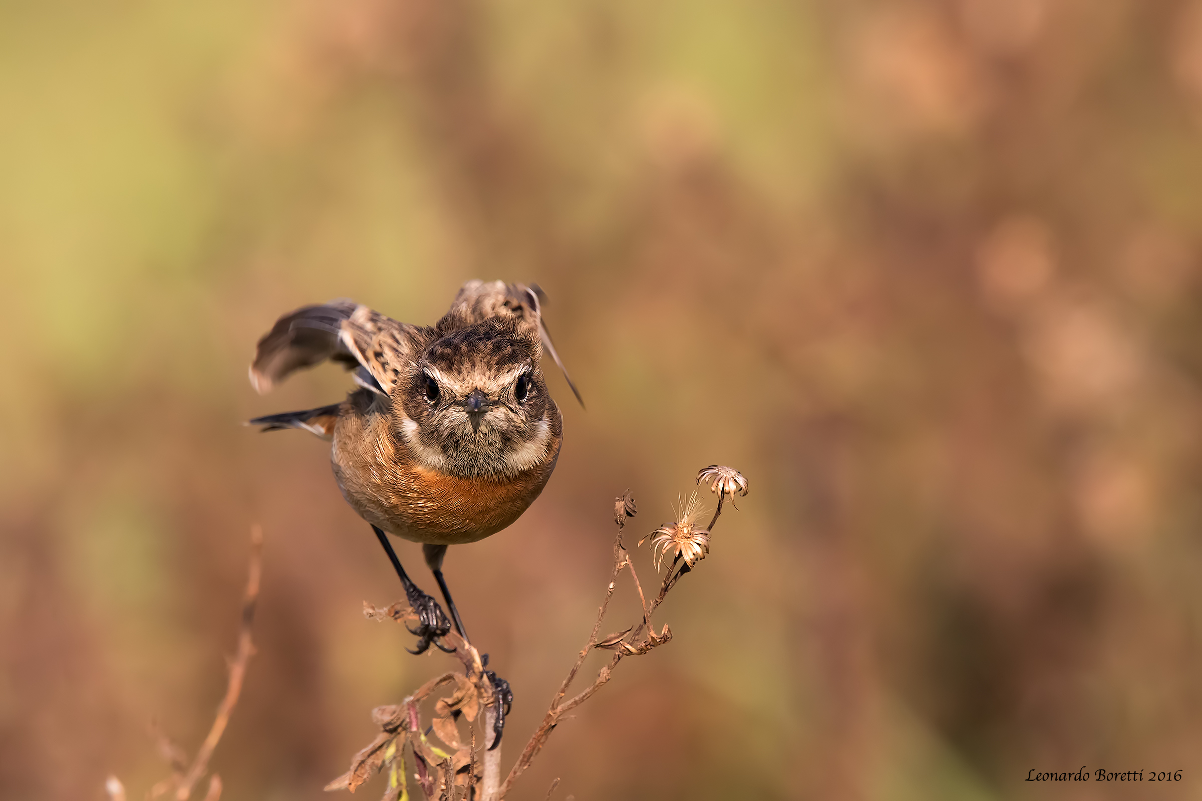 stonechat