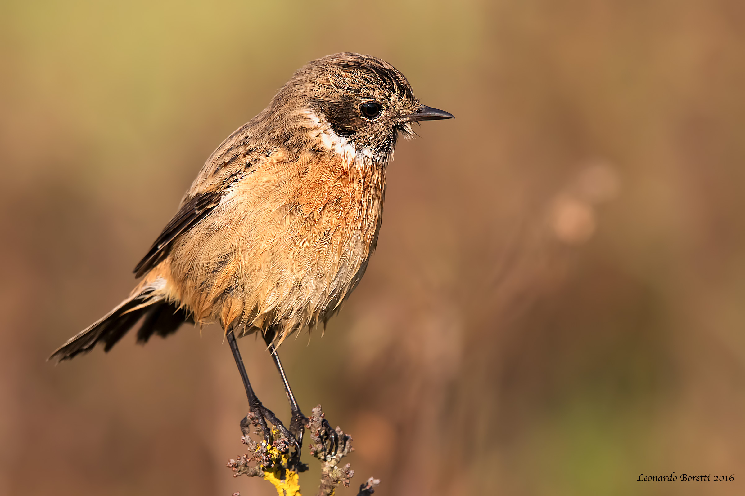 stonechat