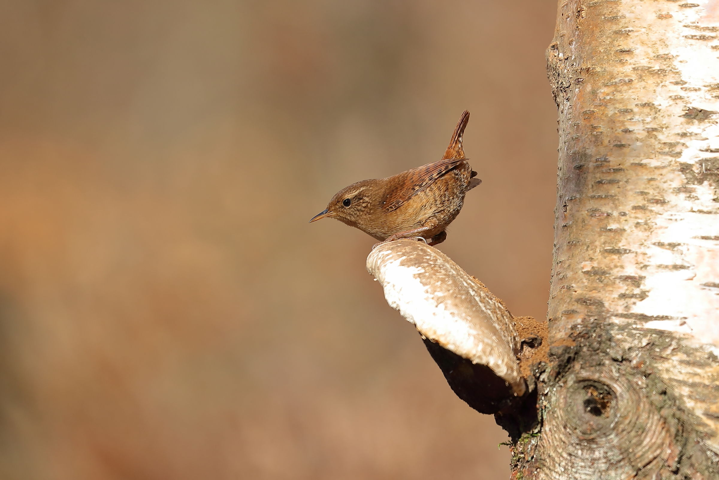 Wren
