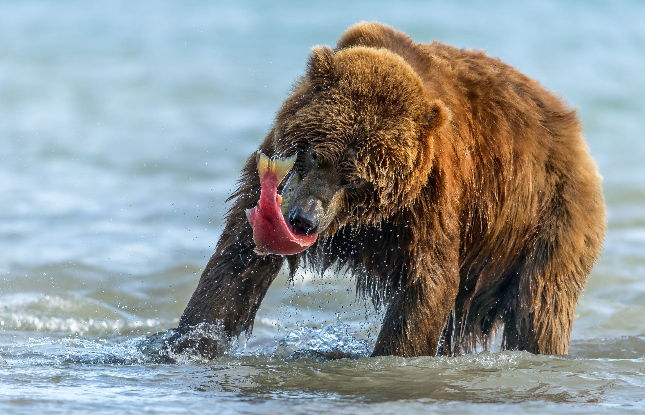 Kamchatka 2016 - Fishing