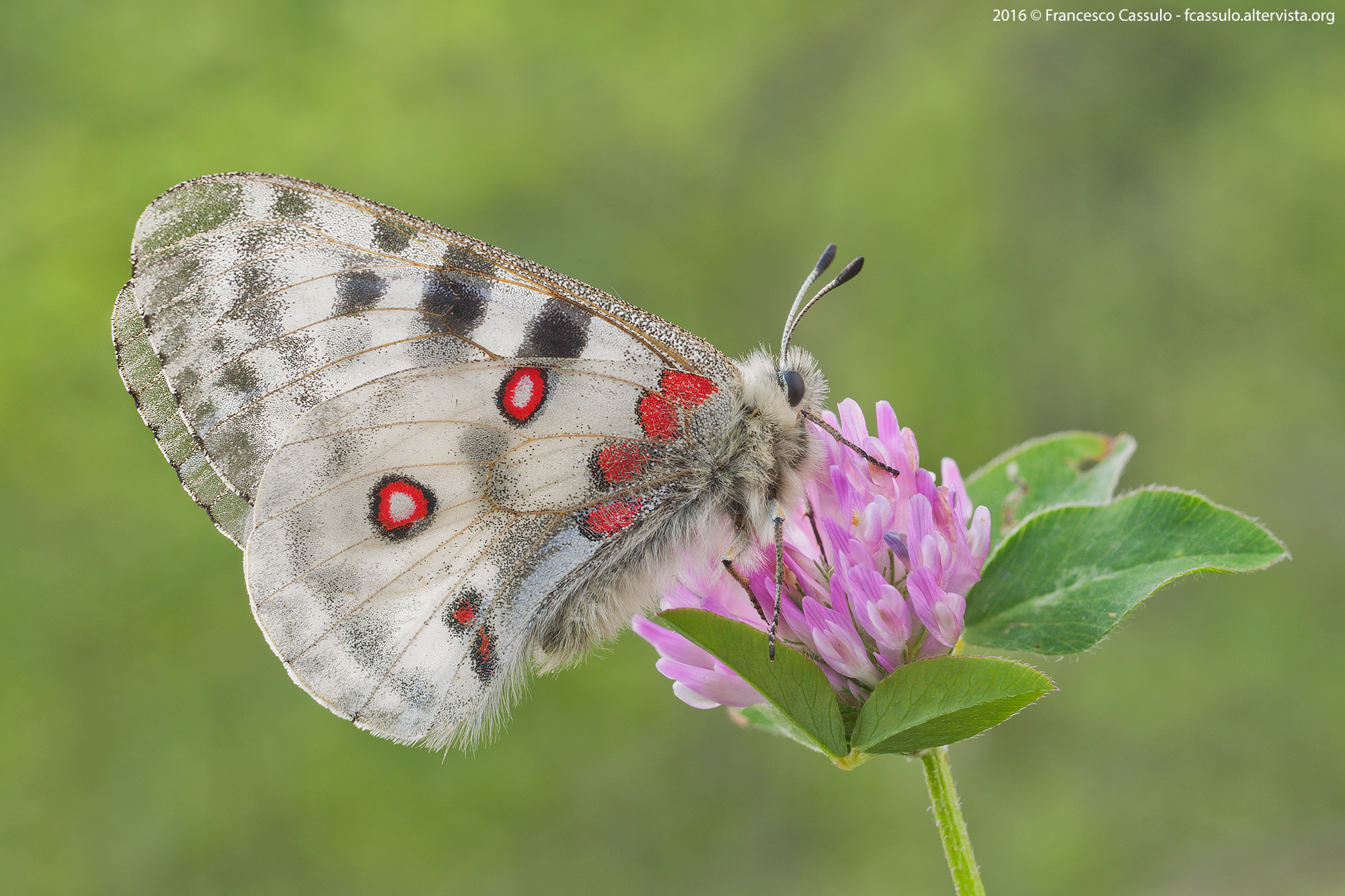 Parnassius apollo Linnaeus, 1758