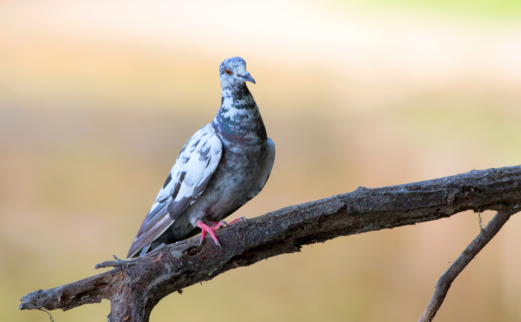 Un piccione abusivo...