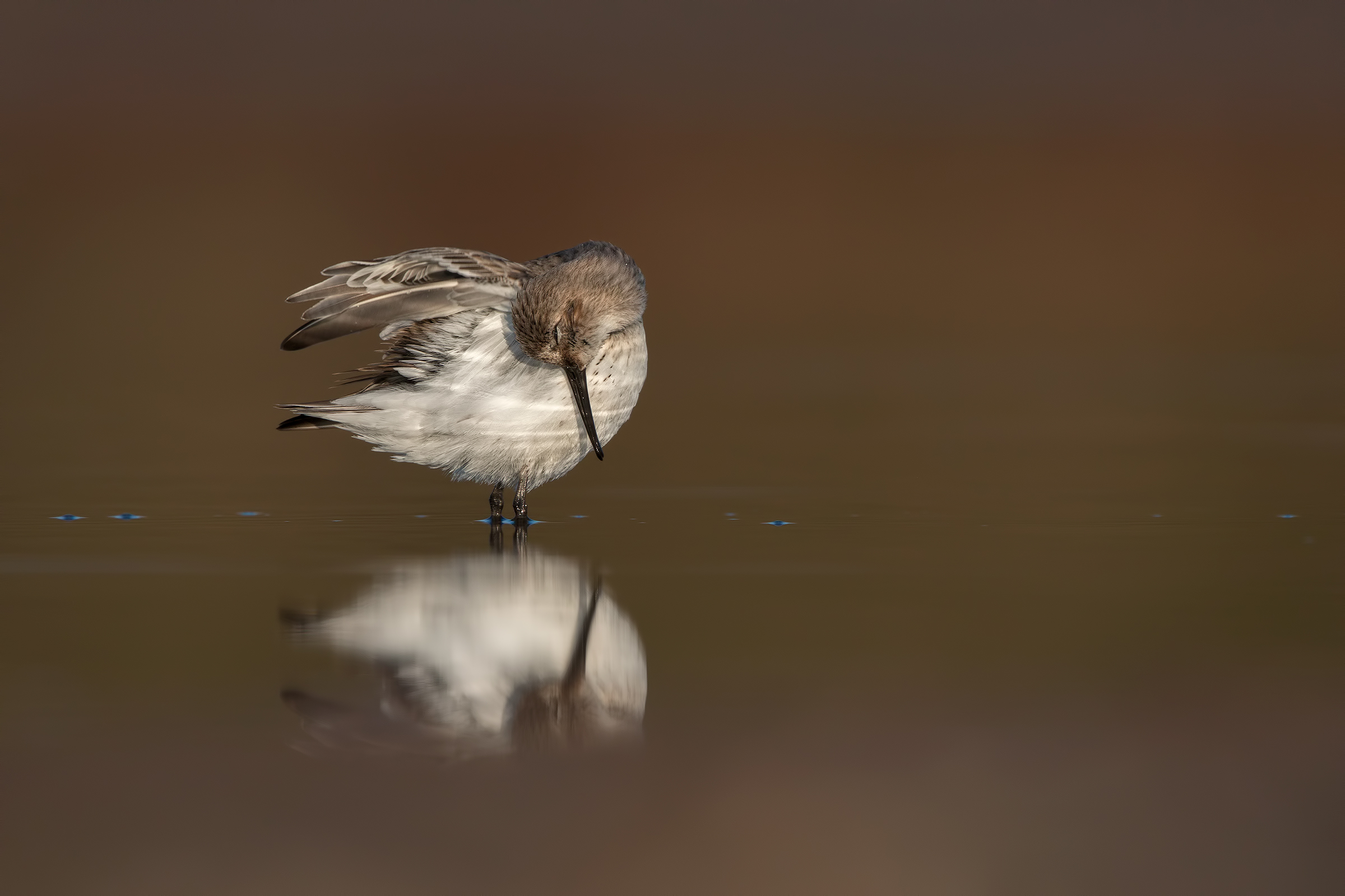 Piovanello pancianera