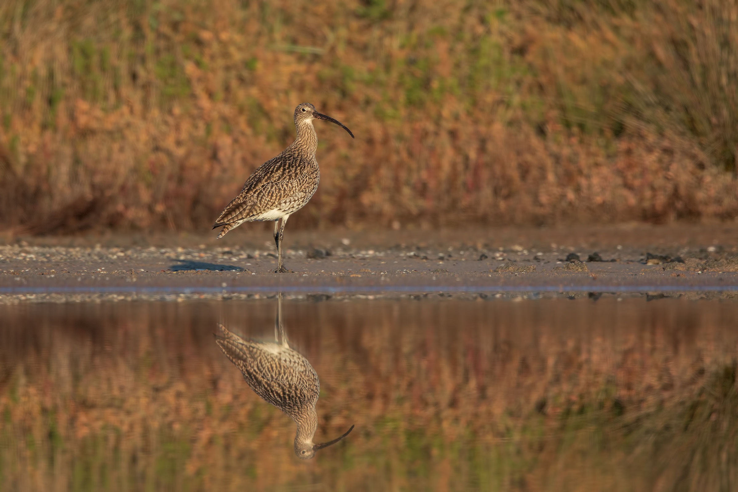 Curlew