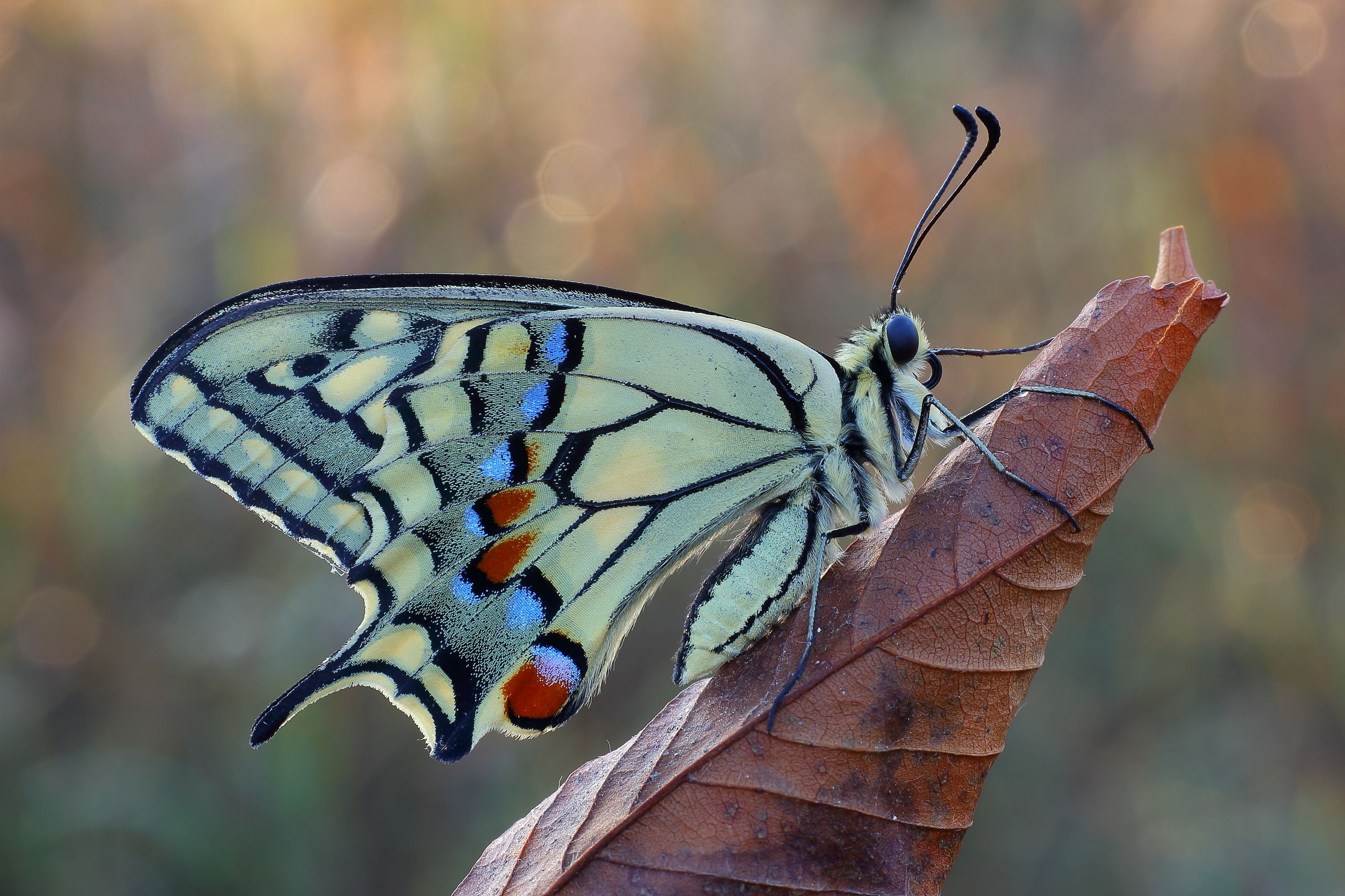 swallowtail