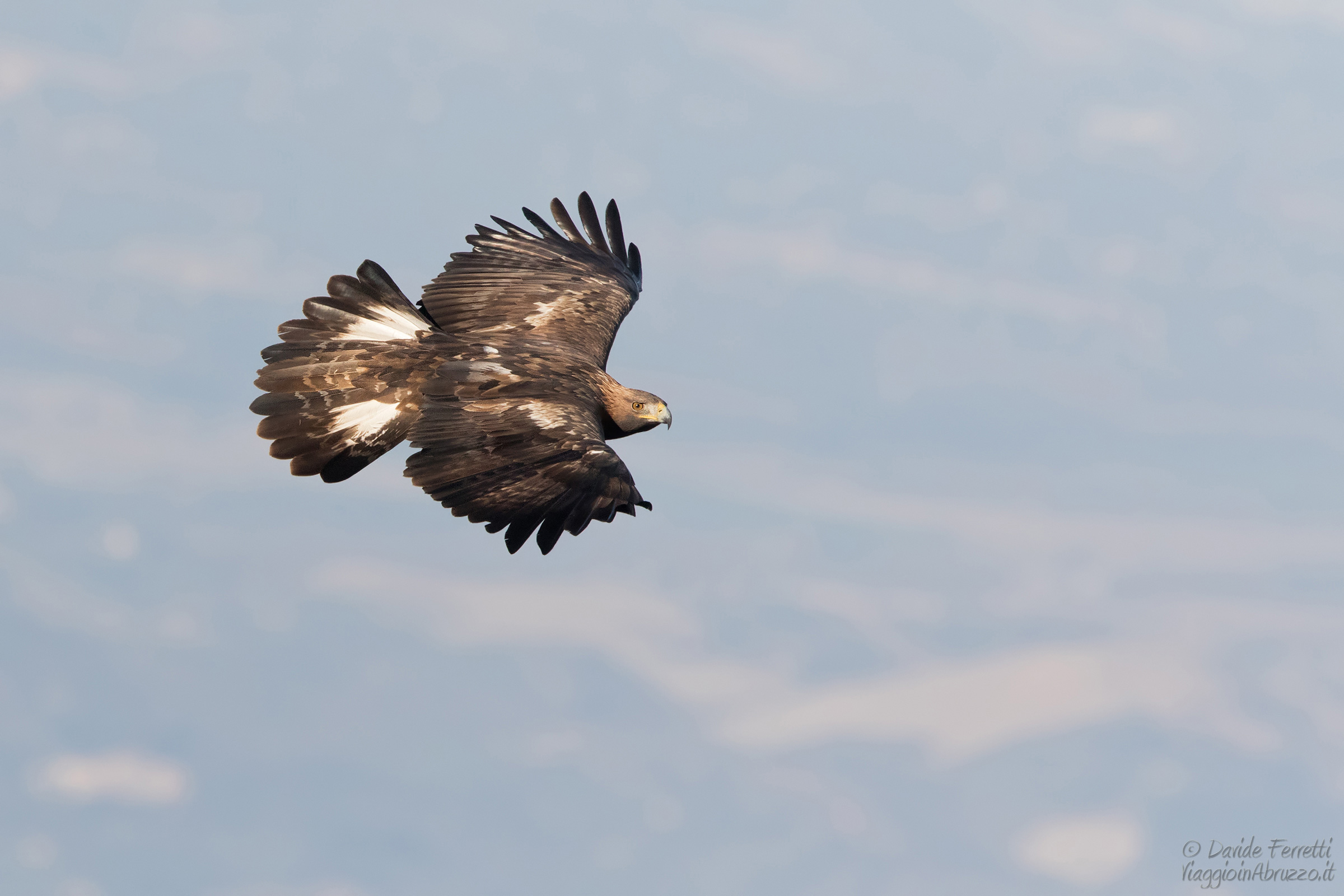 Golden Eagle