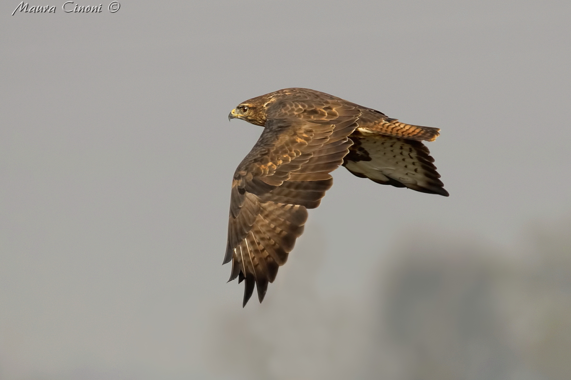Buzzard