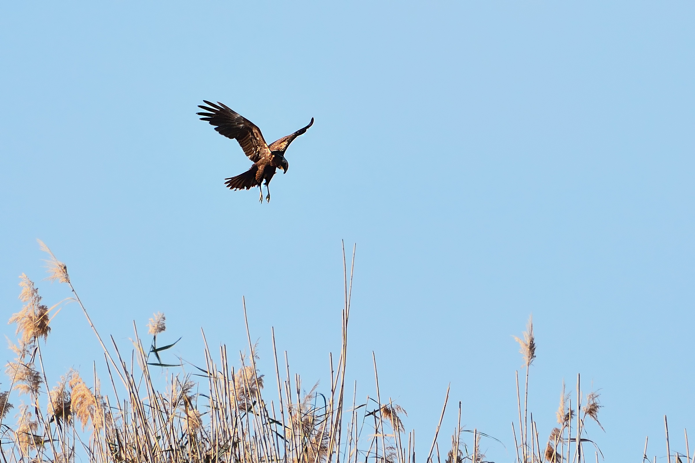 Marsh harrier