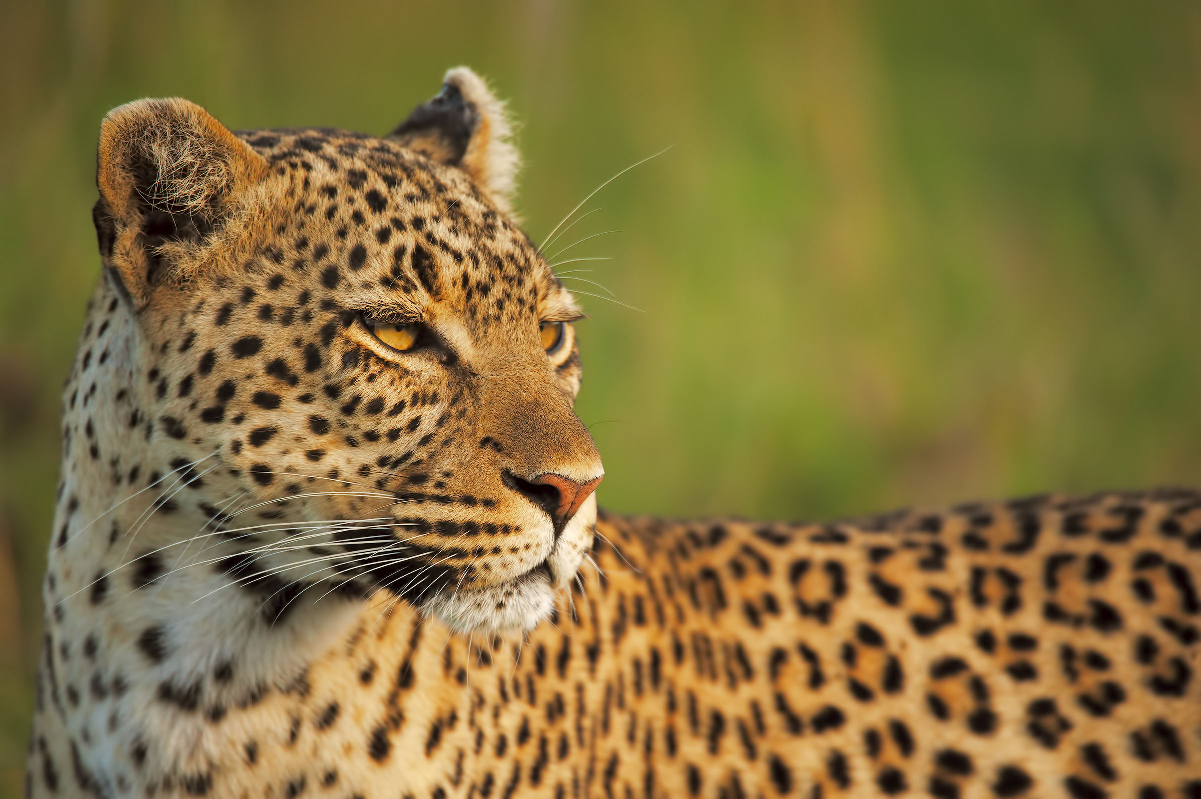 The portrait of Sissi