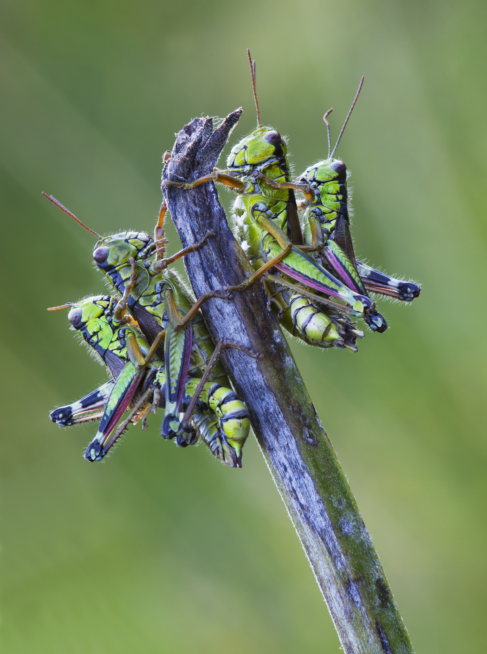 Cavallette ......chi arriva pima ?