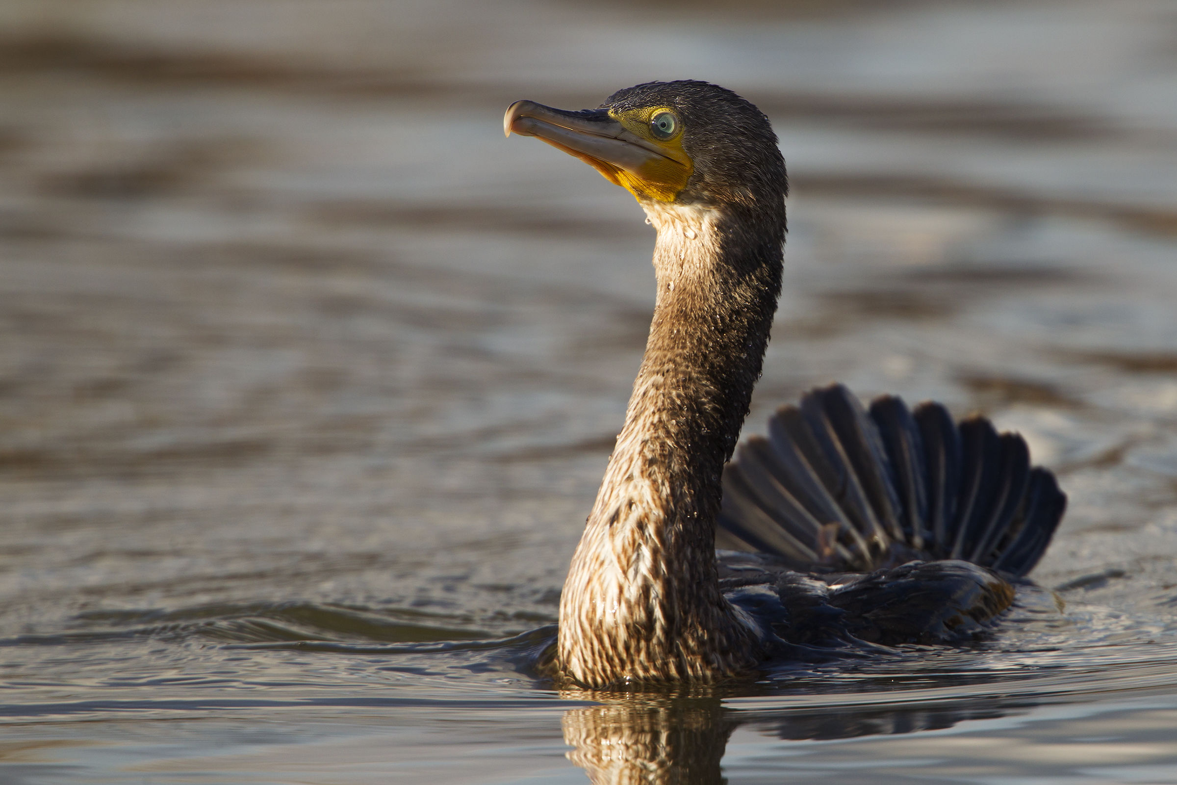 Cormorano