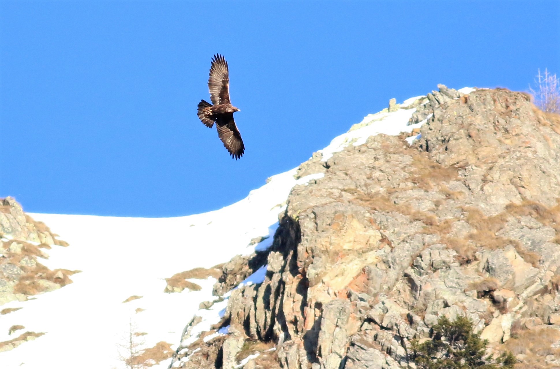 Aquila reale adulto femmina
